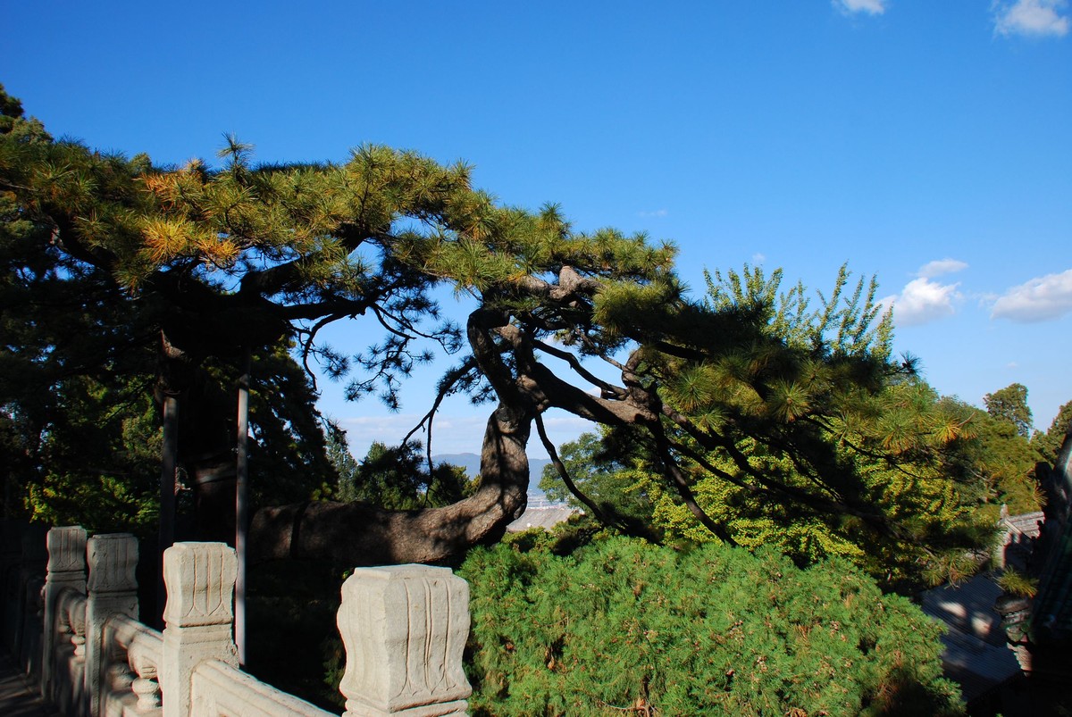 古树20:天下第一奇松九龙松 天下第一奇松,中国北方森林之王,为河北