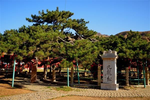 古树20:天下第一奇松九龙松 天下第一奇松,中国北方森林之王,为河北