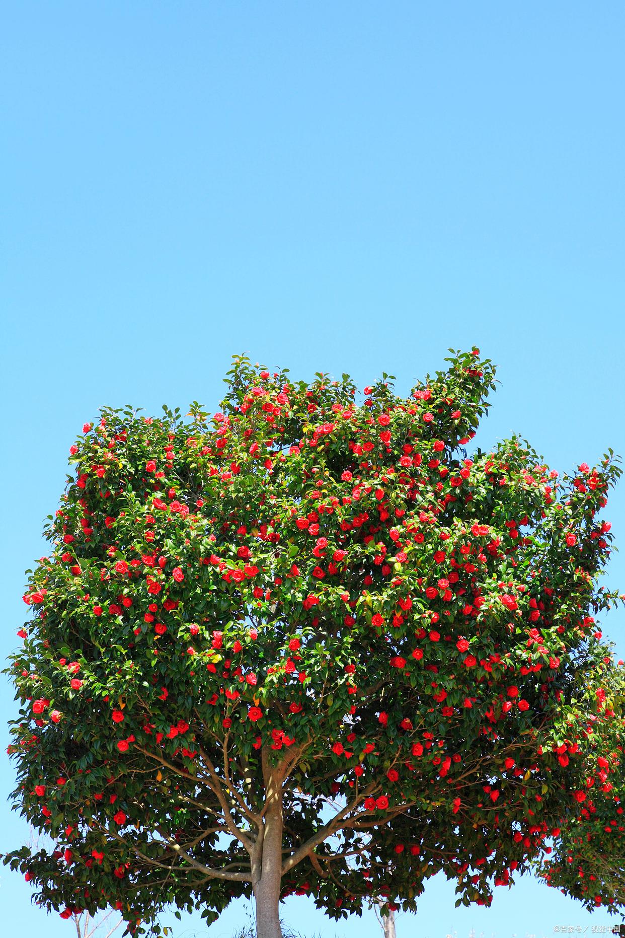 野茶花树图片