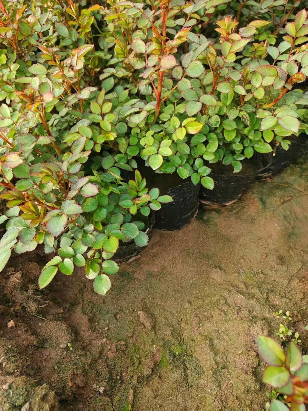 盆栽月季是很受欢迎的观赏花卉.它植株小巧,适合室内外摆放