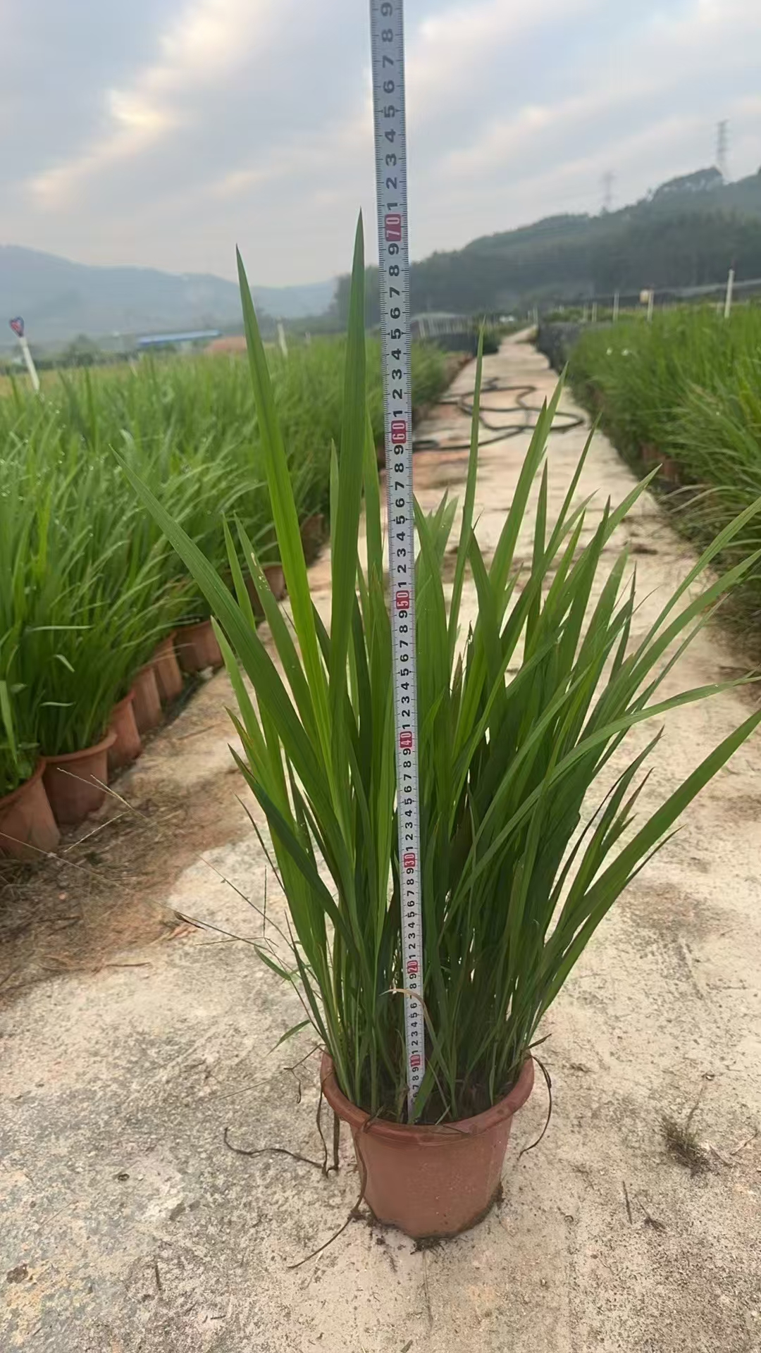 火星花,正式名称为雄黄兰(学名:crocosmia × crocosmiiflora),别名