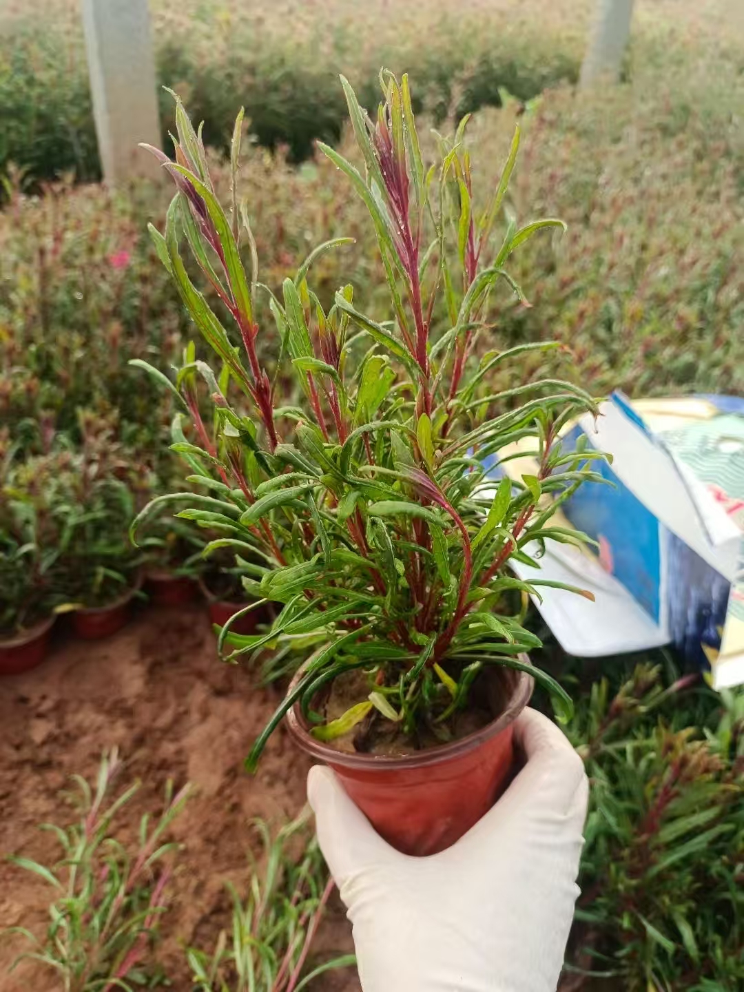 山桃草是一种颇具观赏性的草本植物.它植株高挑,茎直立,可达1米左右