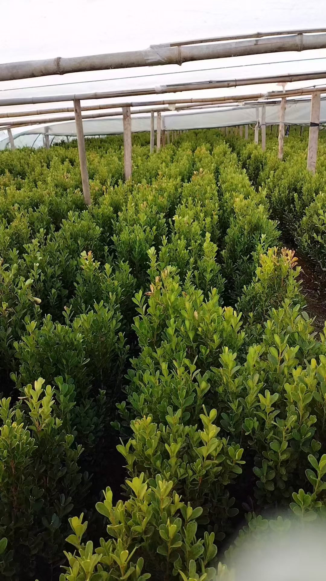 瓜子黄杨,别名小叶黄杨,千年矮,是黄杨科常绿灌木或小乔木