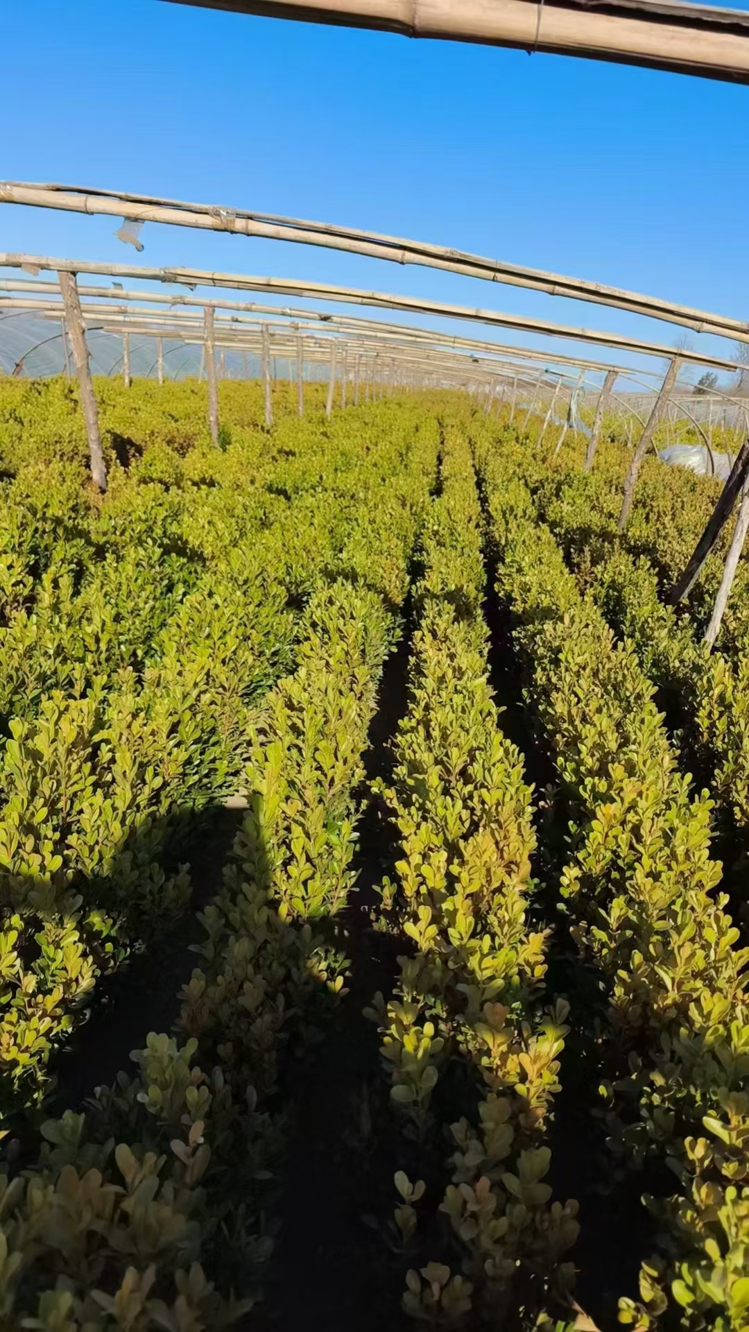 瓜子黄杨,别名小叶黄杨,千年矮,是黄杨科常绿灌木或小乔木