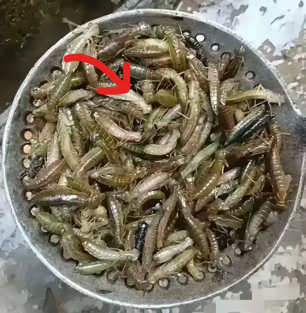 没流鸡油子虫图片山泉里的虫子虾巴虫图片云南河沟里的鱼虾巴狗图片