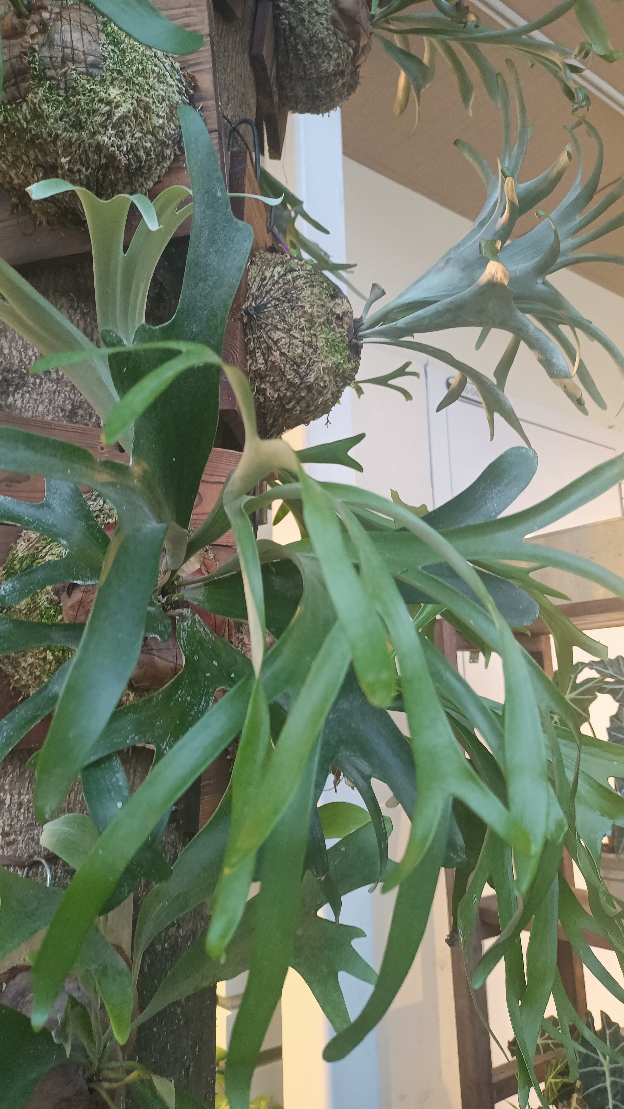 这种植物的种加词"wandae"来源于波兰植物学家marian raciborski,他以