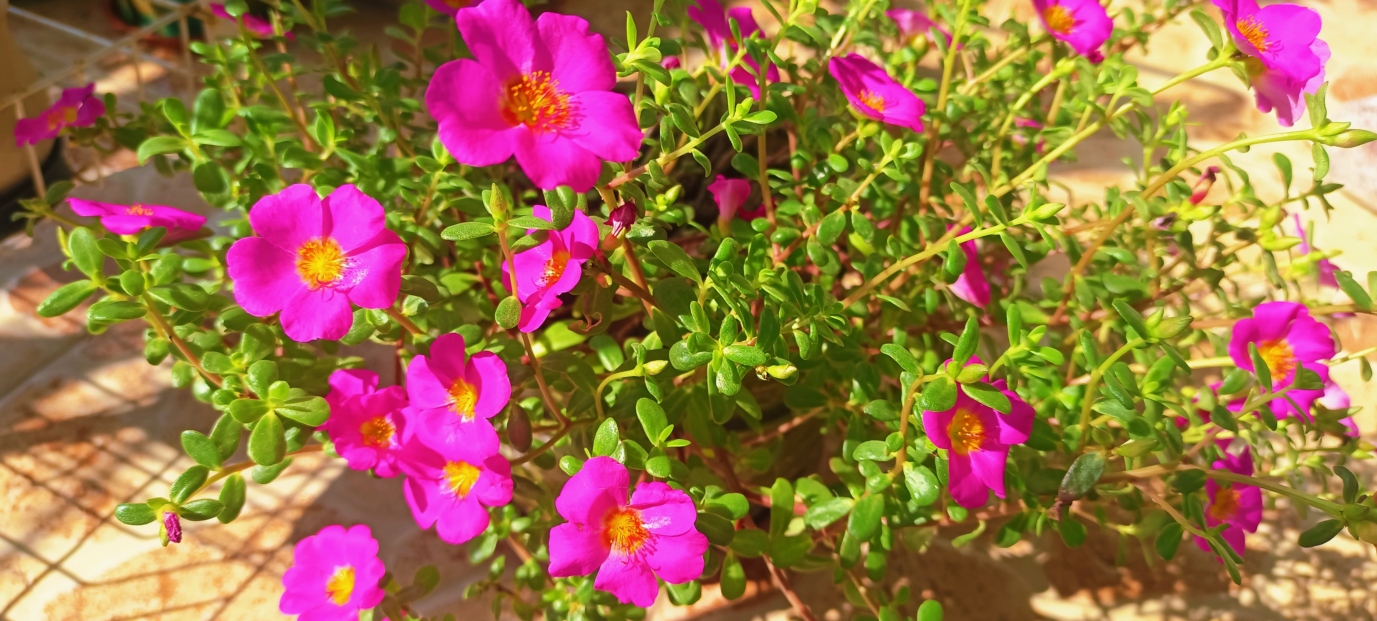 它在全日照的环境下生长得更好,哪怕是夏天的暴晒也无需遮挡