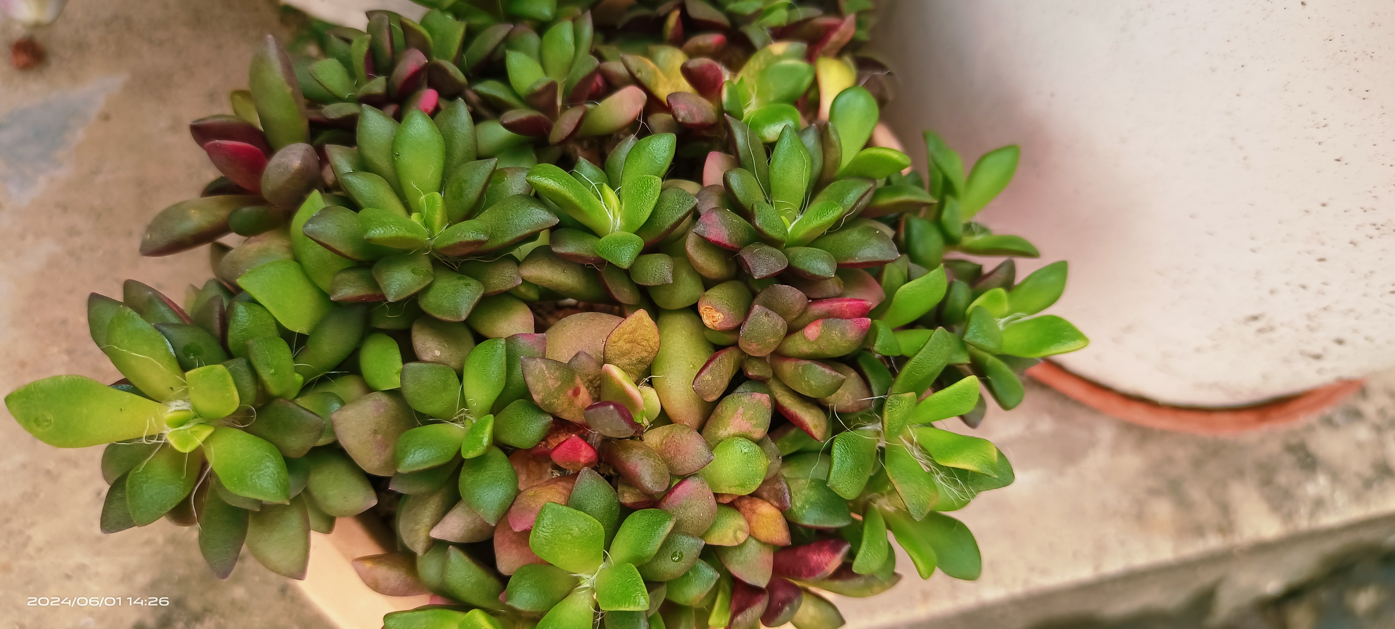 夏天好养品种的多肉植物吹雪之松锦,无论你再大的太阳来晒它都不会晒