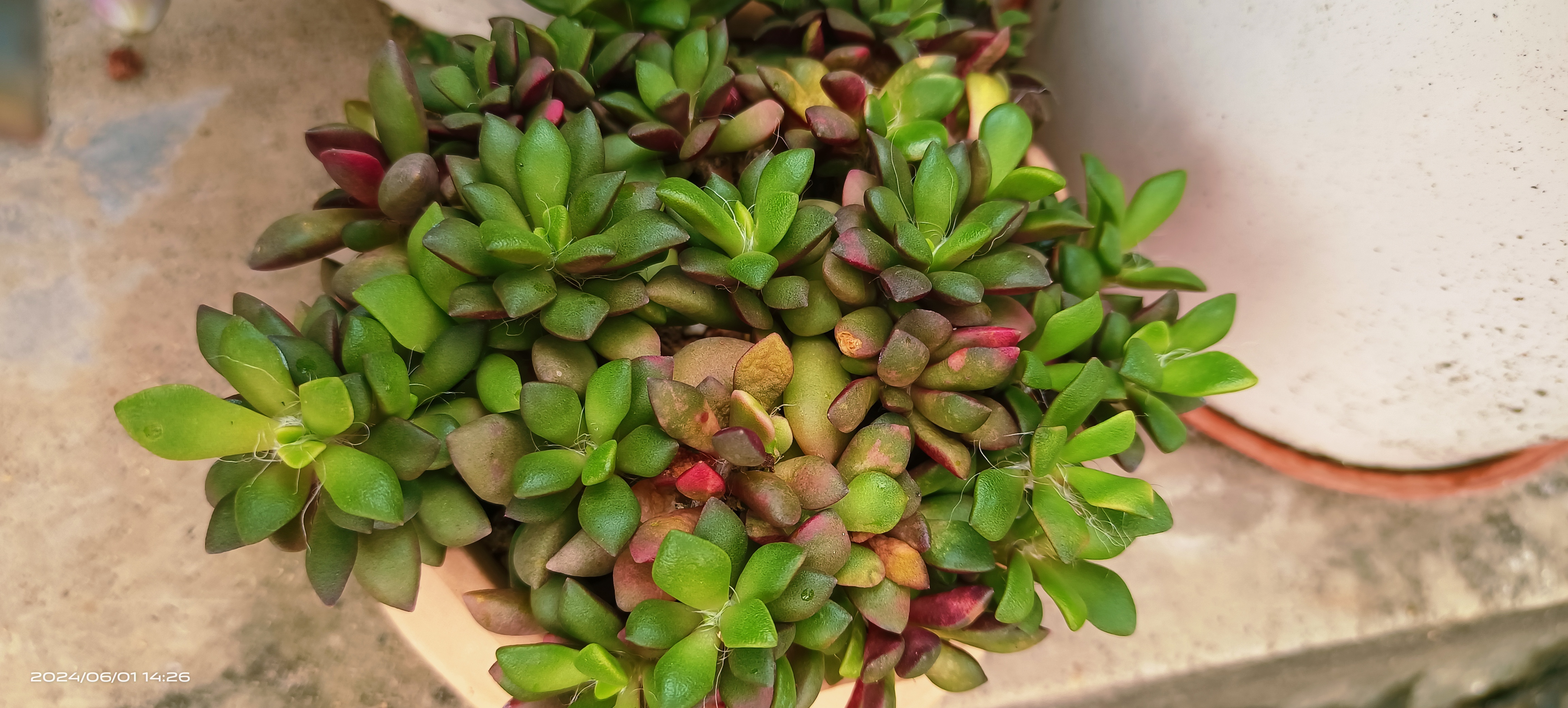 夏天好养品种的多肉植物吹雪之松锦,无论你再大的太阳来晒它都不会