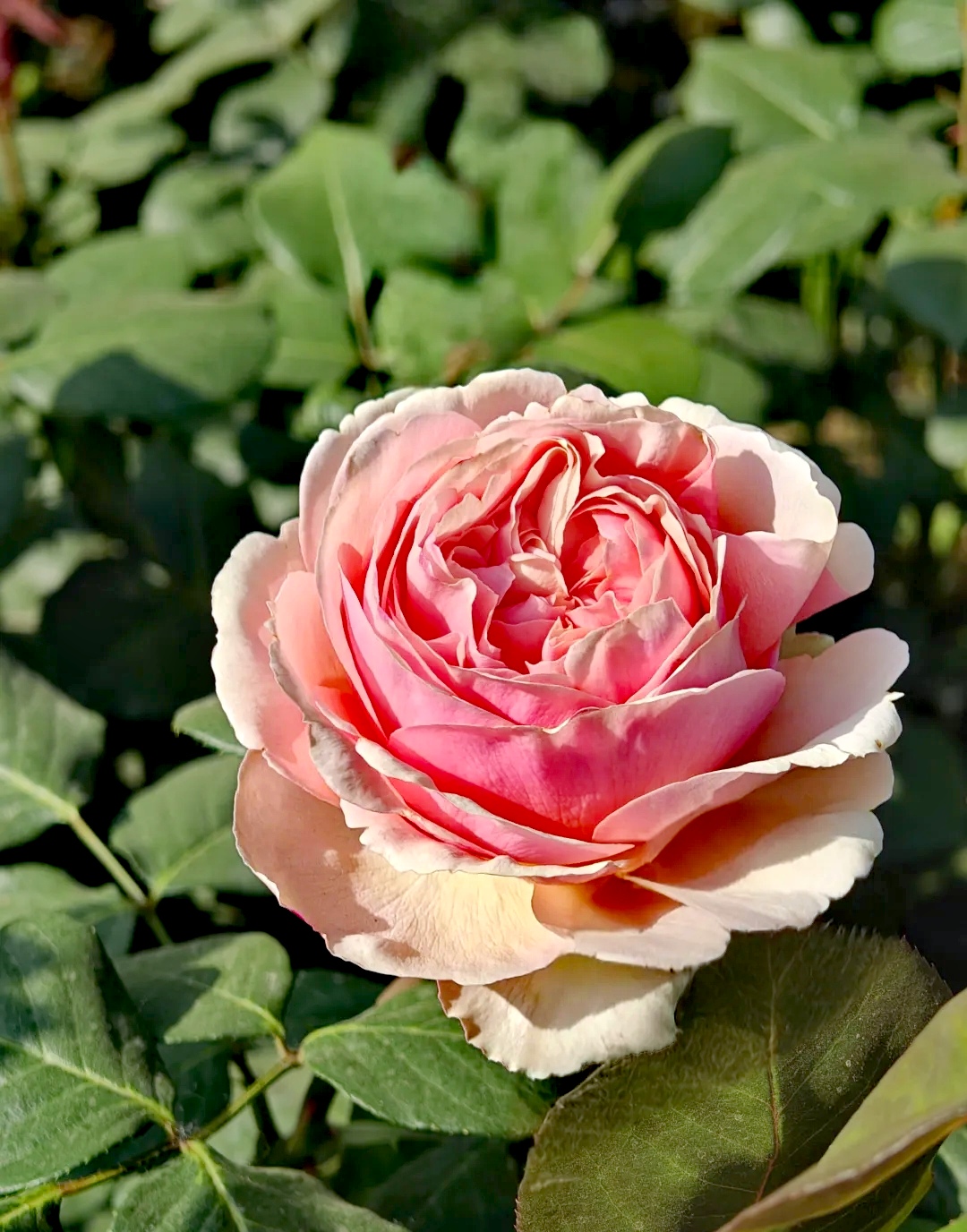 花94花94世界;杏粉色的威廉·莫里斯月季.