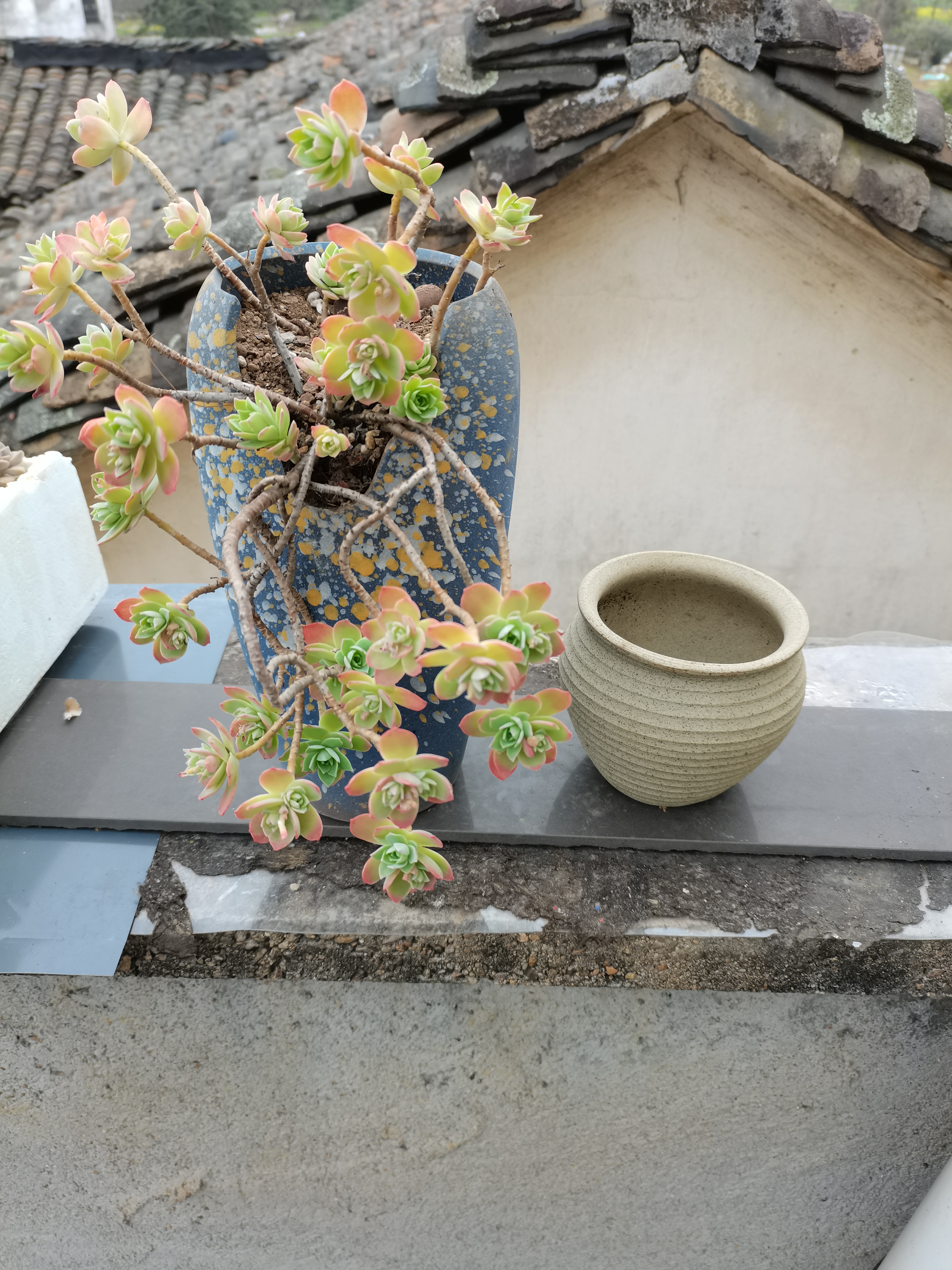 春来无事,只为肉肉忙.换盆换盆, 家里最大的缺口盆都差点容不下你.