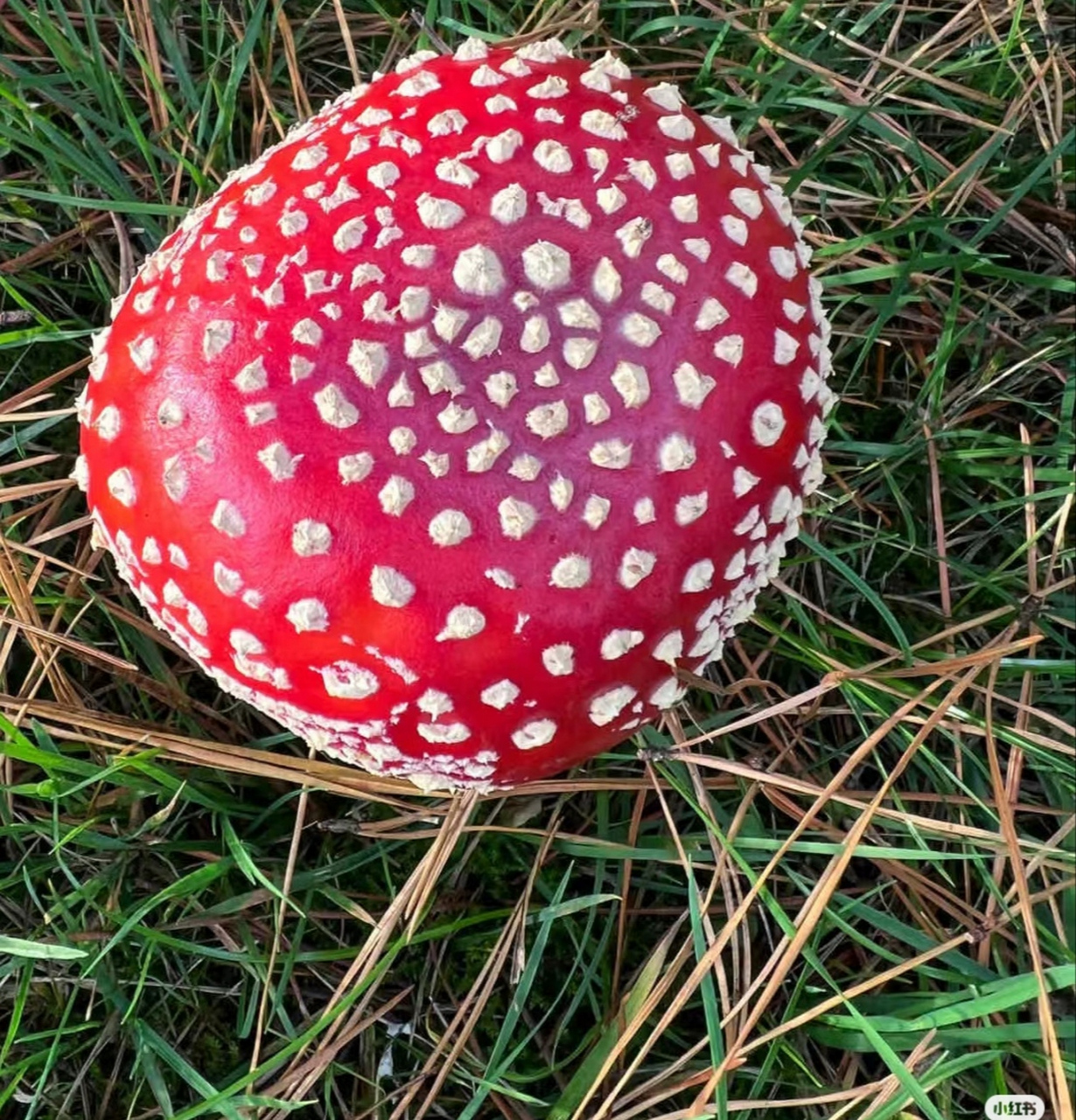 红色毒蘑菇是真好看啊,这玩意看看就行,长得太鲜艳的不是好菇.