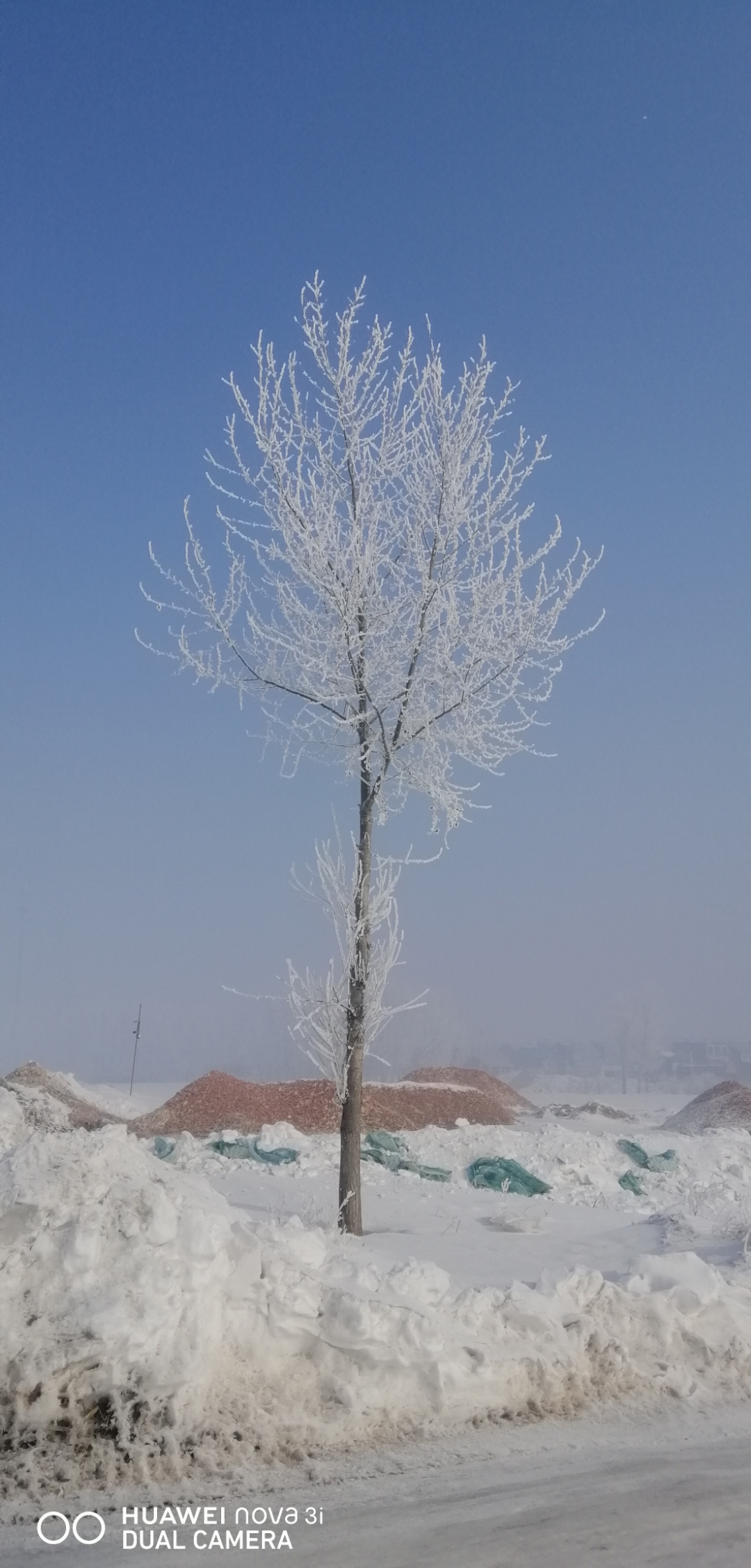 天国的树雪景图片