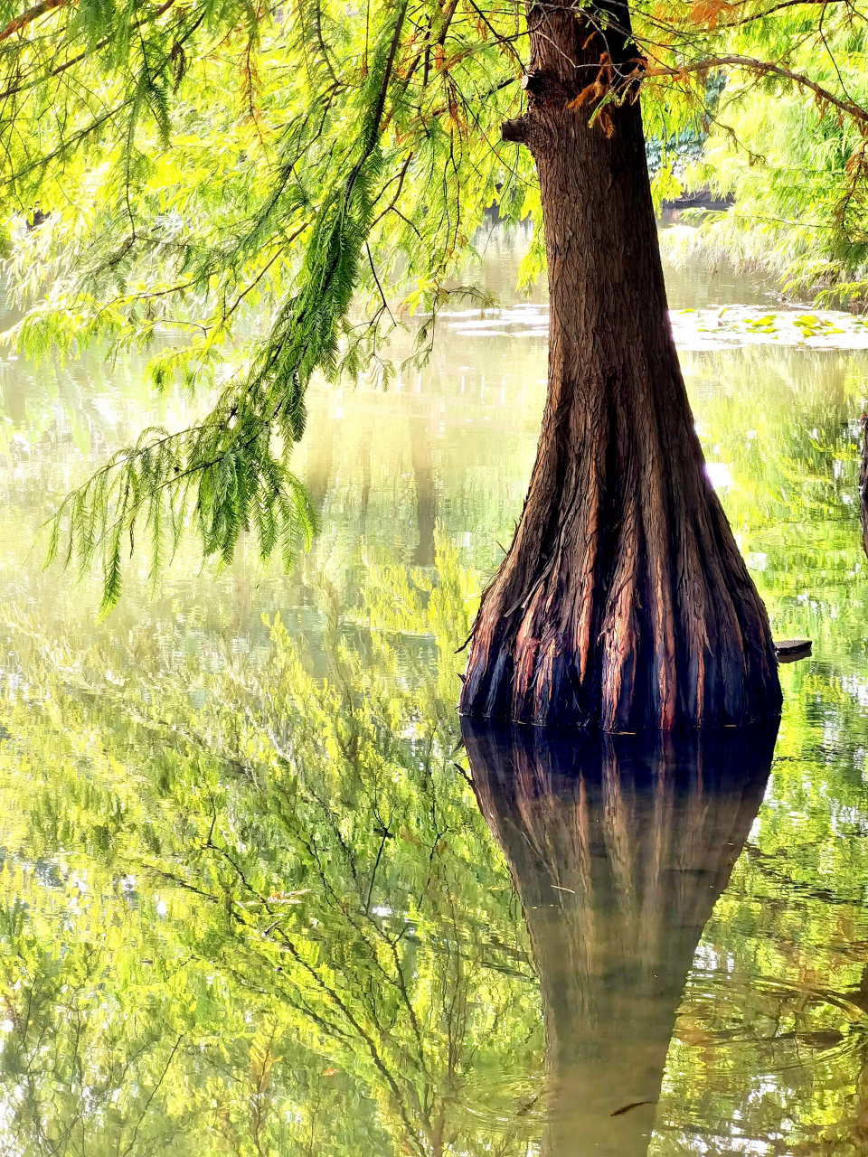 落羽杉根部的形状美