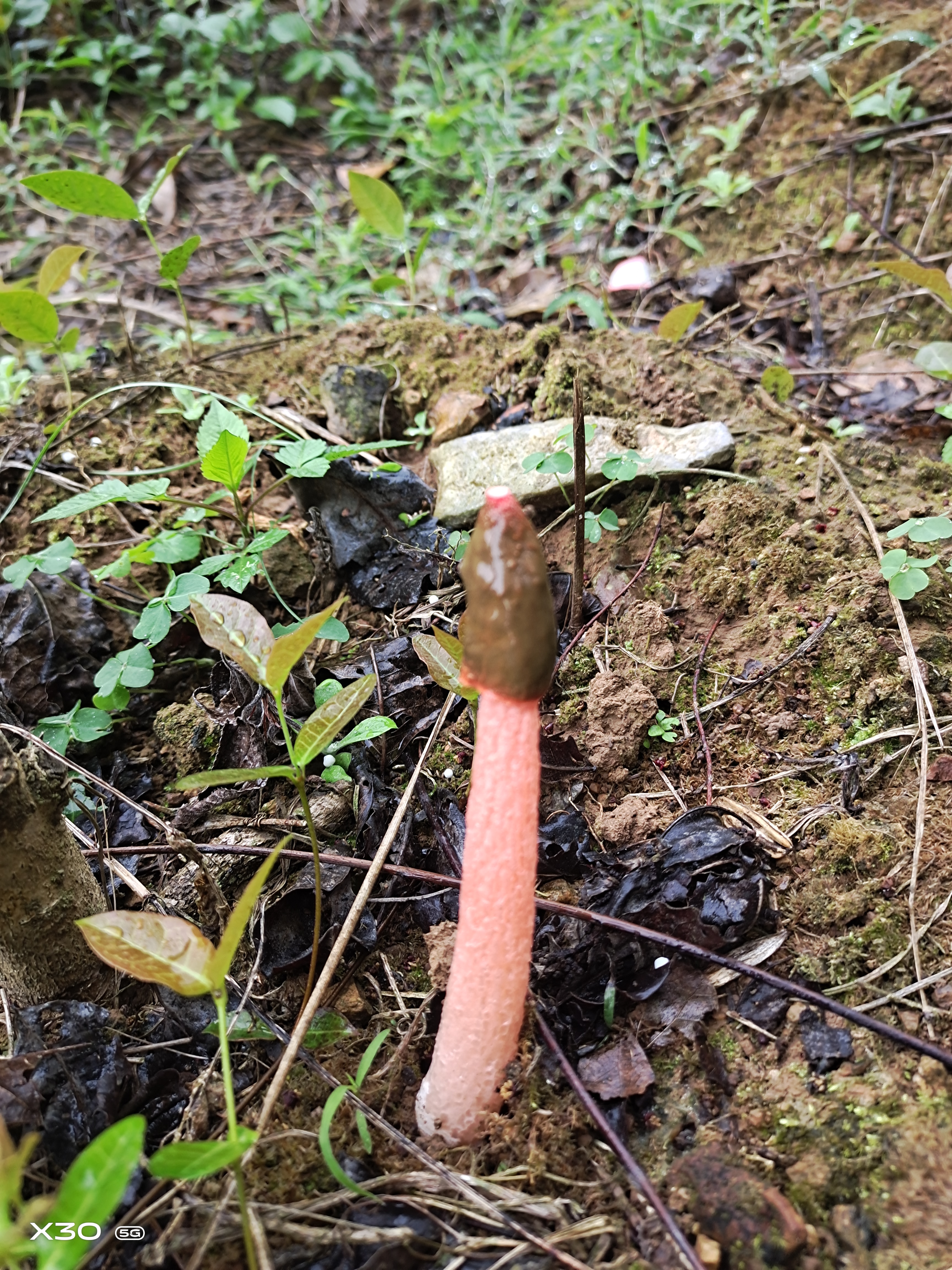 春天到了万物复苏,在野外经常遇到这种菌其实这种菌类叫鬼笔菌,因其