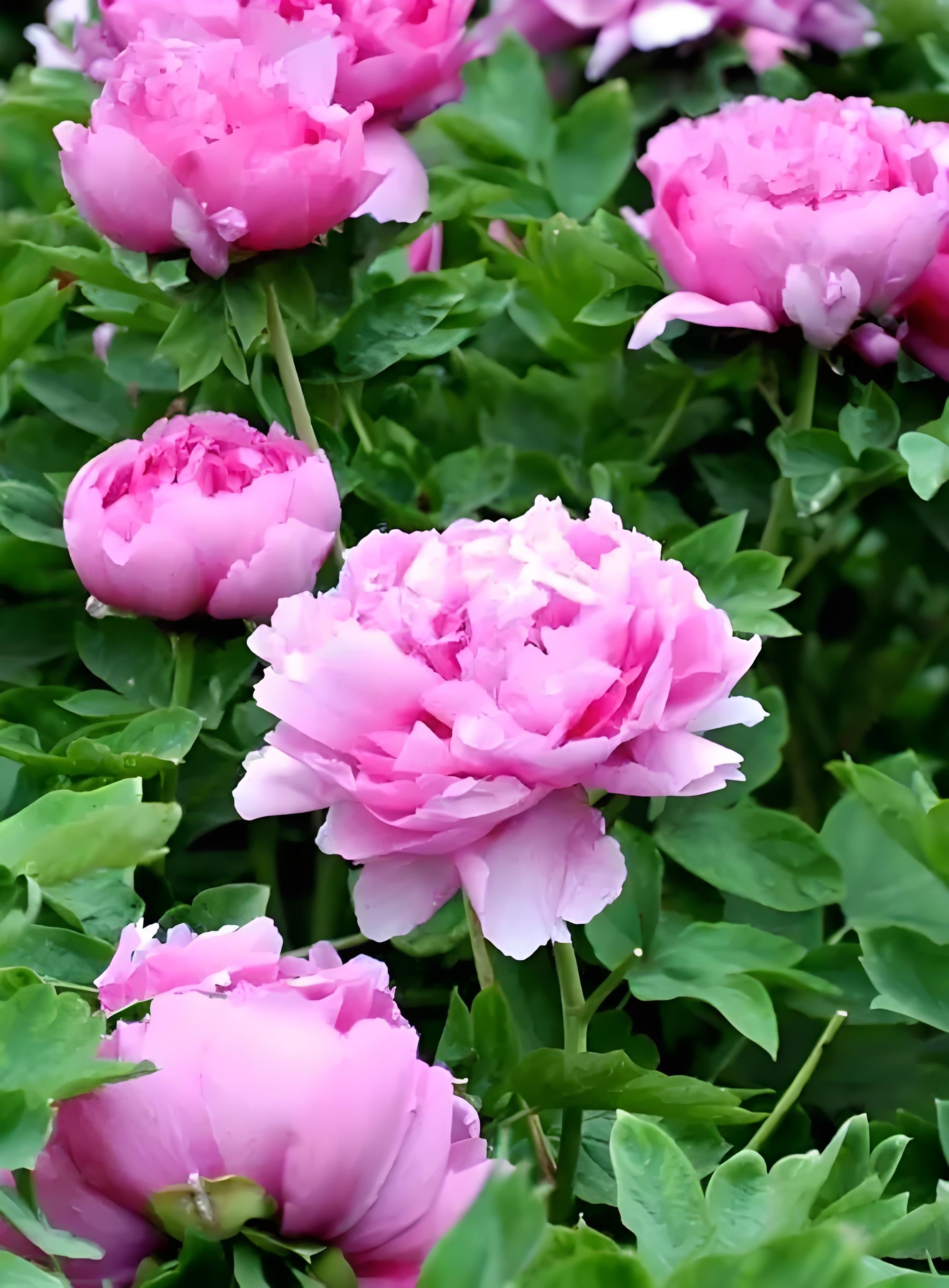 牡丹,百花丛中你最鲜艳,众香国里你最壮观