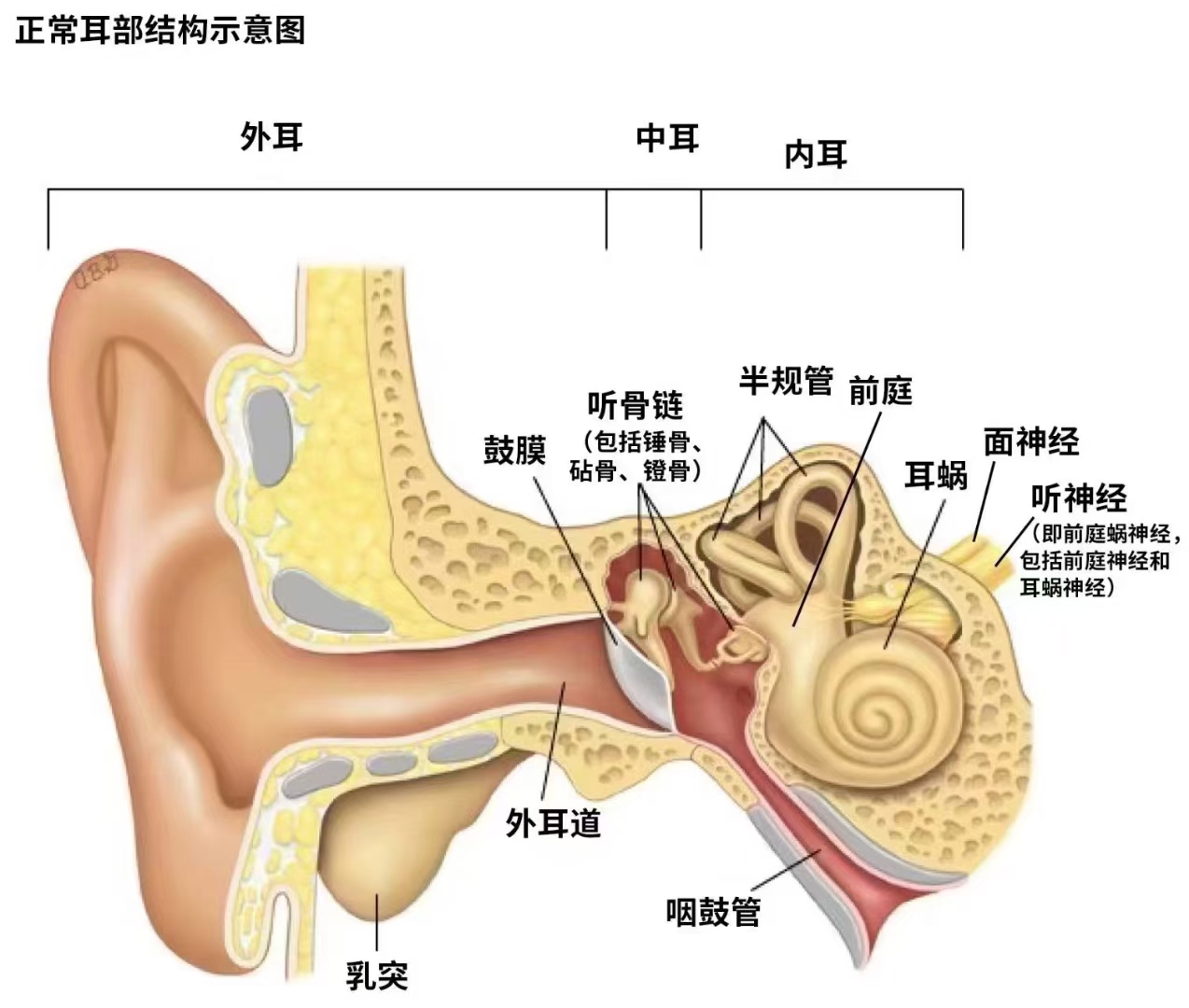 耳朵和大脑结构示意图图片