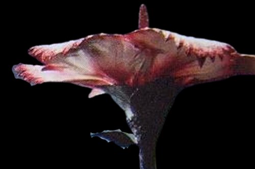 究兰 别名 猛犸之花,多拉肯,侏罗 性别 无  年龄 未知  称号 巨大植物