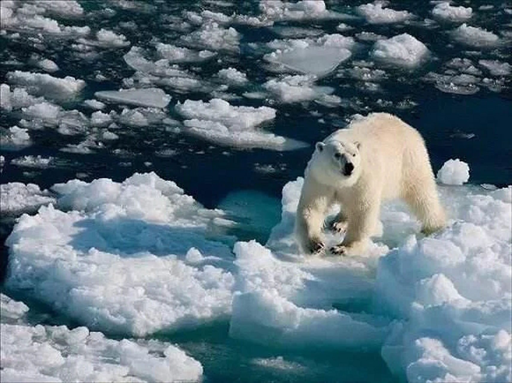 两极冰川融化指的是地球的两极地区的冰川在气温升高等因素的影响下