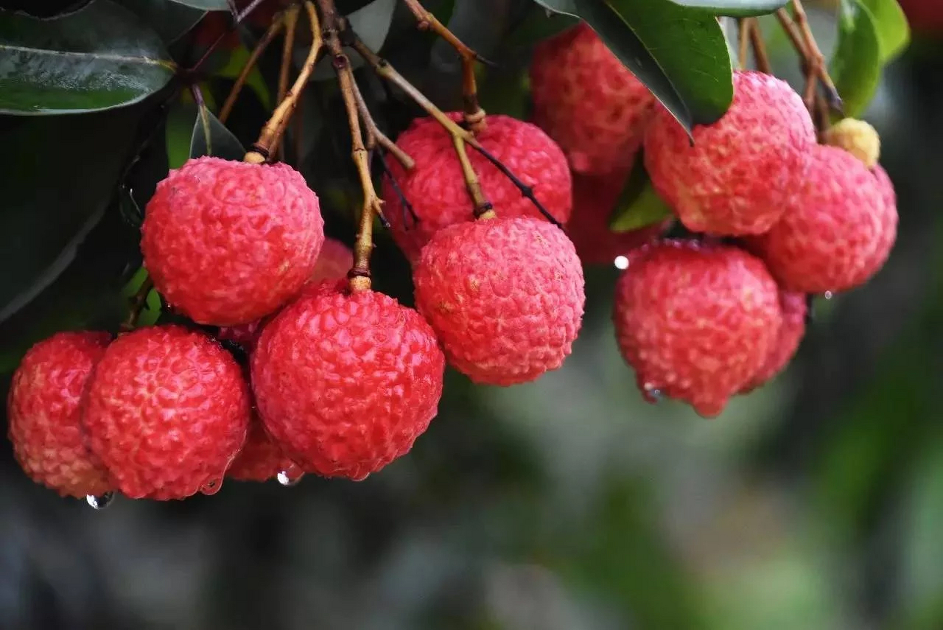 荔枝的果实呈球形或长圆形,大小不一,直径约为2-3厘米.