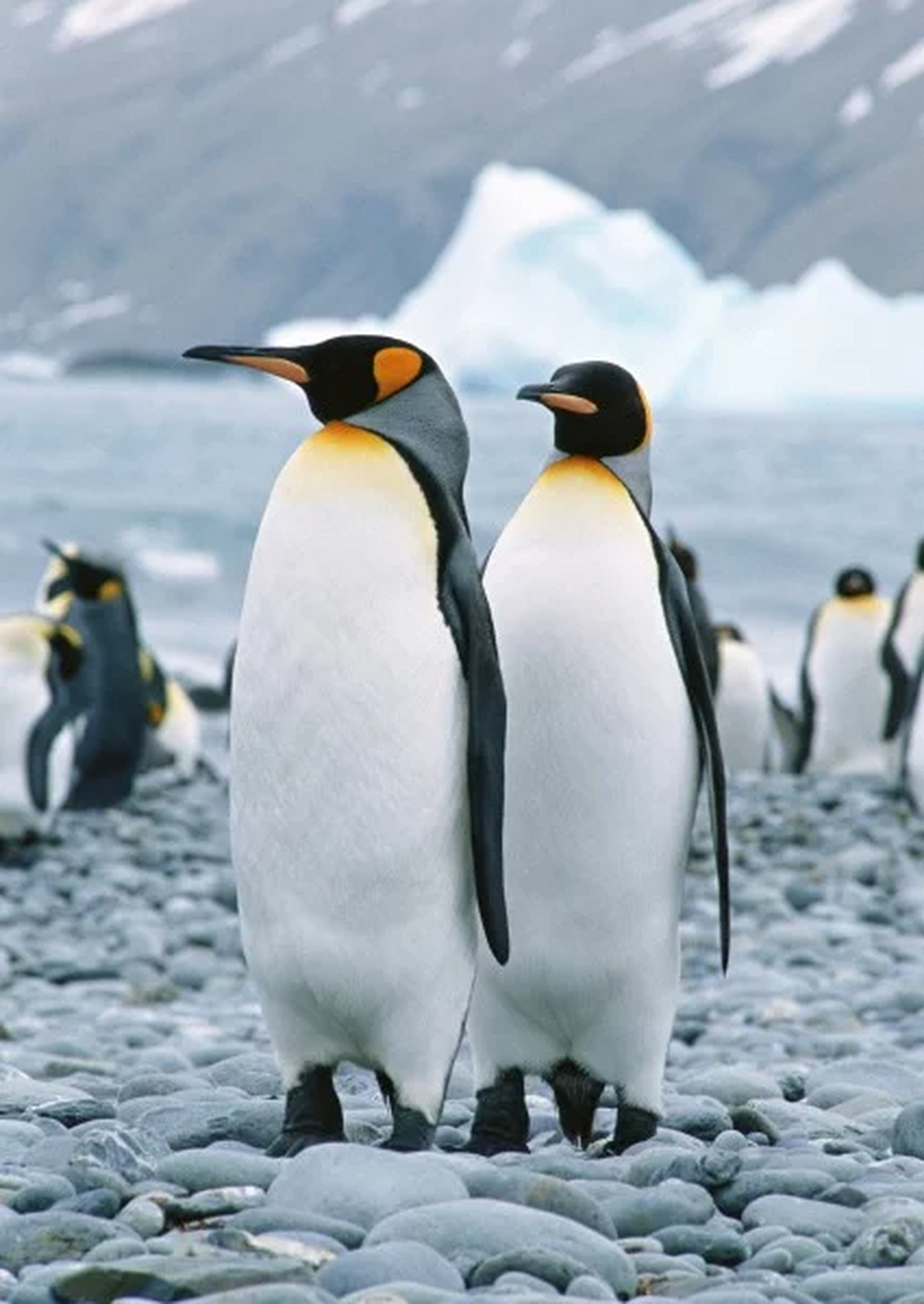 企鹅的腿的骨骼结构与人腿的结构相似,由短的股骨,膝盖,胫骨和腓骨