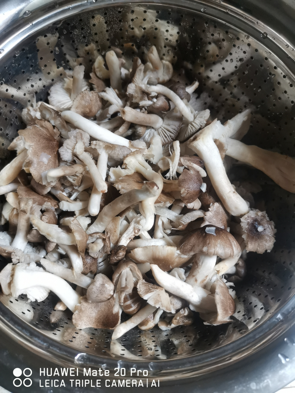 云南的野生菌 图一到四,名字叫做(小灰介)小灰菌,无毒,价格也便宜