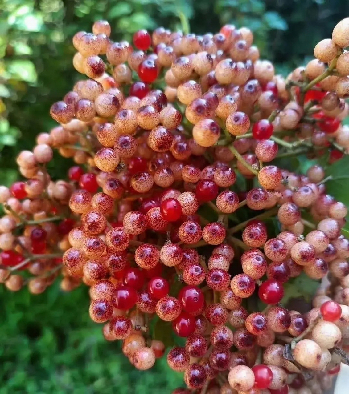 我儿子回老家,天天像个串天猴,满山去摘野果子,这样的传统教育你喜欢