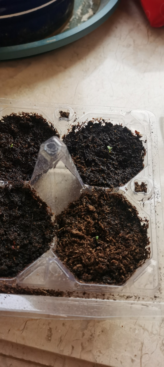 春天快来了,订购矮牵牛种子,在阳台自己育苗,希望都能破土而出,孕育成