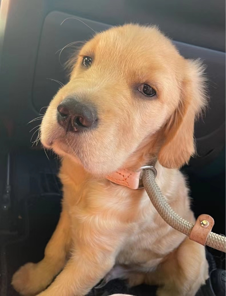 公司楼下的流浪狗狗被我捡回家了      上个月晚上加完班,刚走到公司