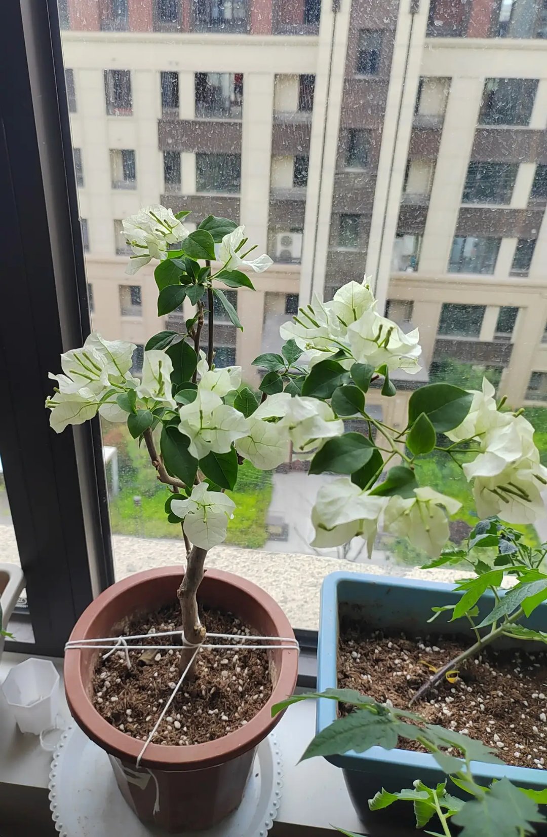 我的三角梅绿樱和红樱完全开放了,这就是在封闭阳台,严重缺少阳光下养