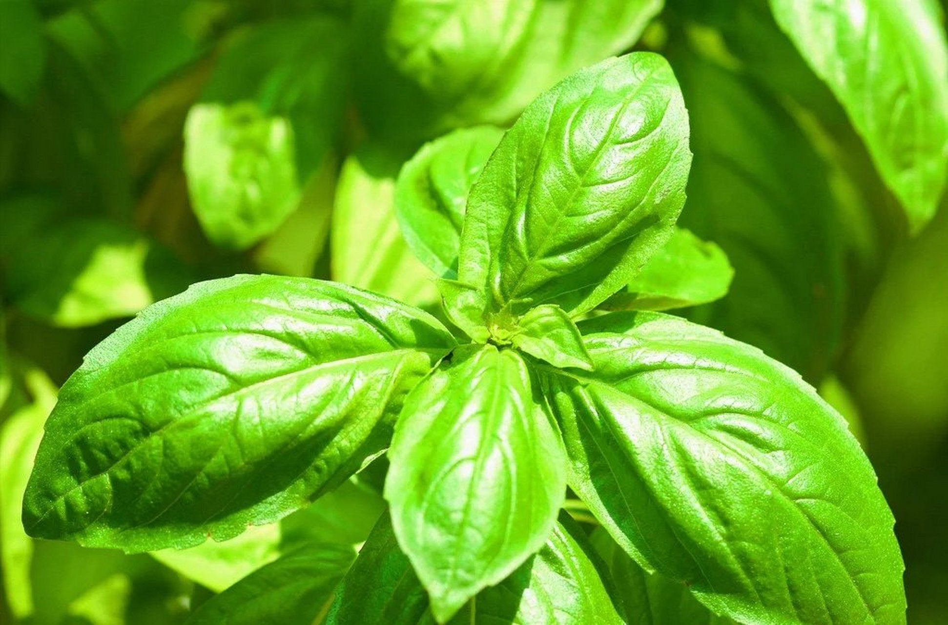 四妙丸【处方】苍术125g 牛膝125g 盐黄柏250g 薏苡仁250g 【方义简释