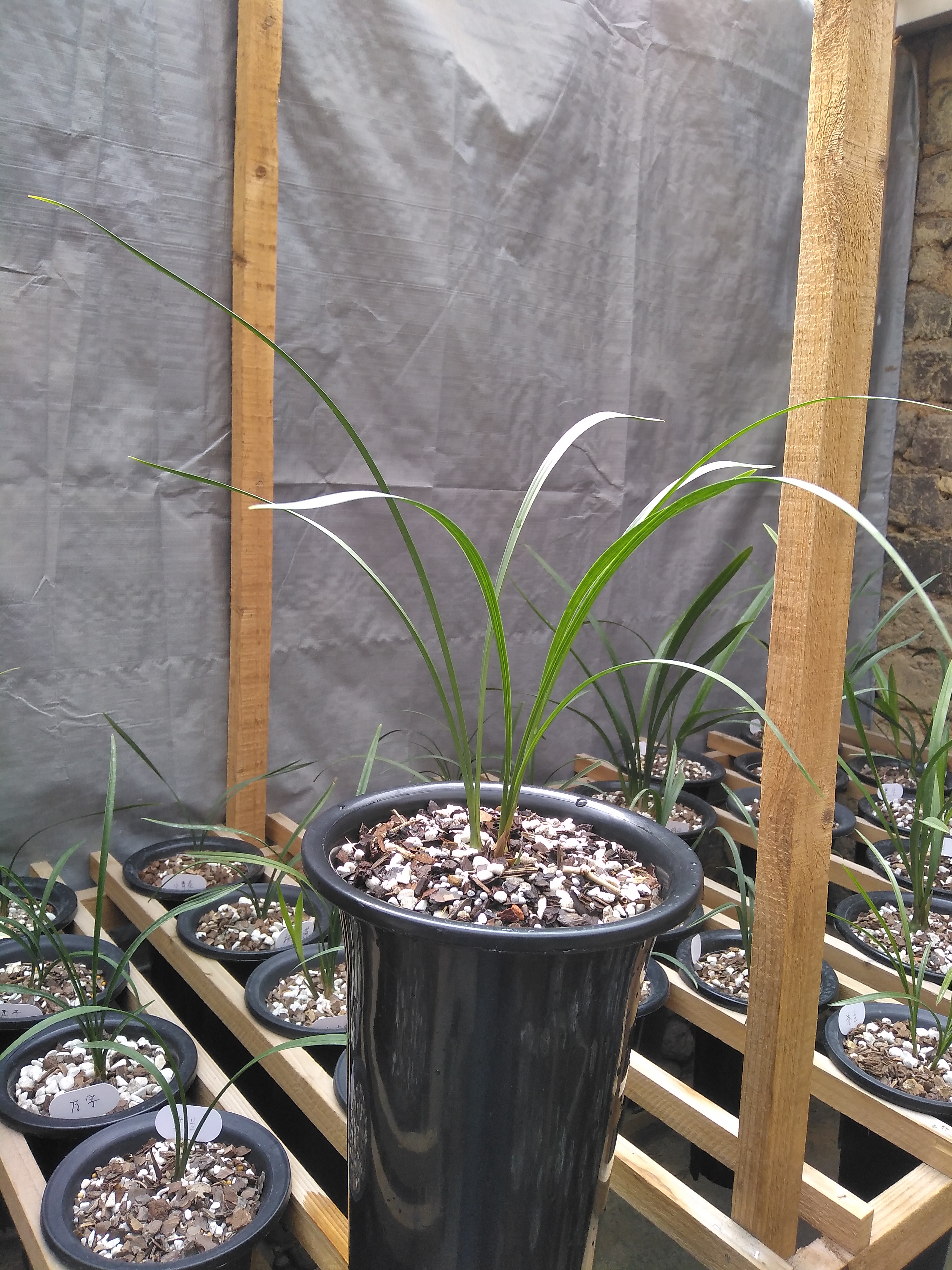 建兰素心名品翠衣仙子,别名绿衣仙子,下山于广东梅州地区,具体来历