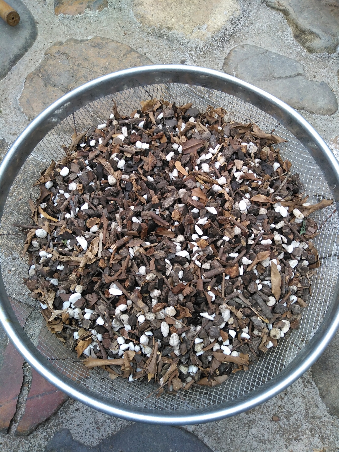 上次翻盆季全面淘汰了谷壳,经过一个生长周期现在翻盆来看,新植料的保