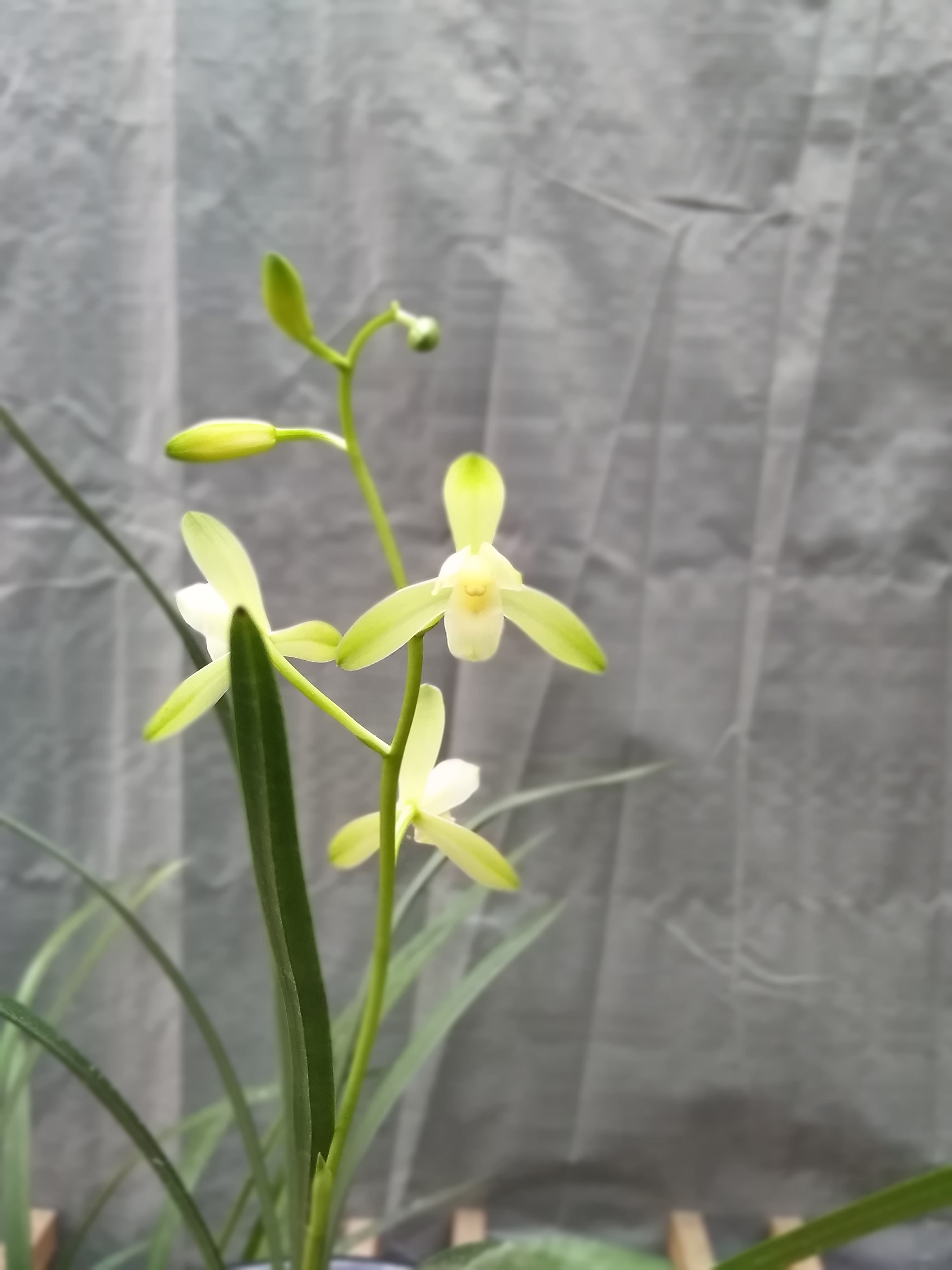 建兰素心名品翠衣仙子,别名绿衣仙子,下山于广东梅州地区,具体来历