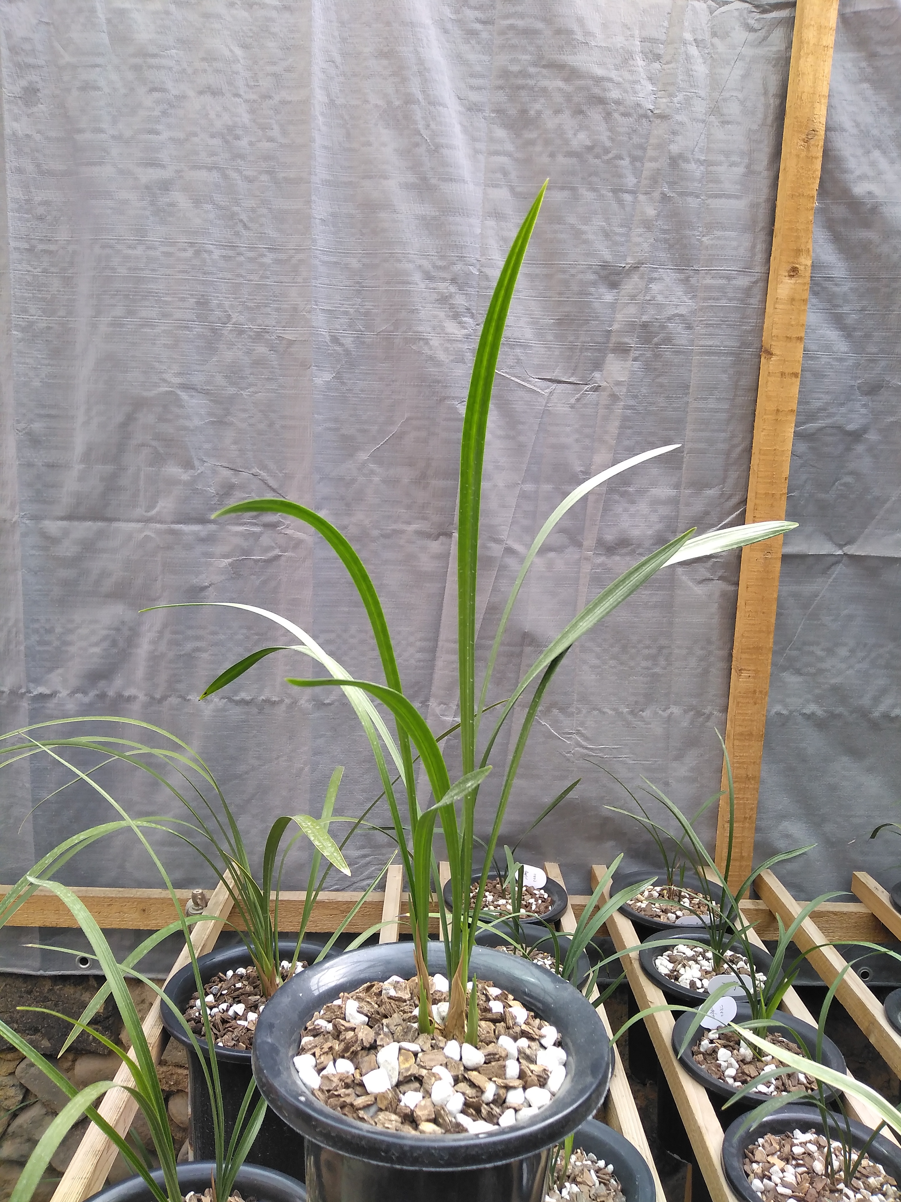 建兰鱼魫素是一个系列,听说有六七路草.