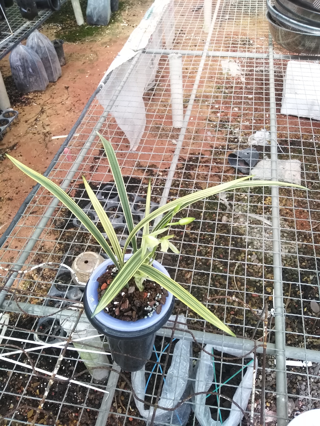 建兰三明鱼魫艺,花叶双艺,叶艺向多种.