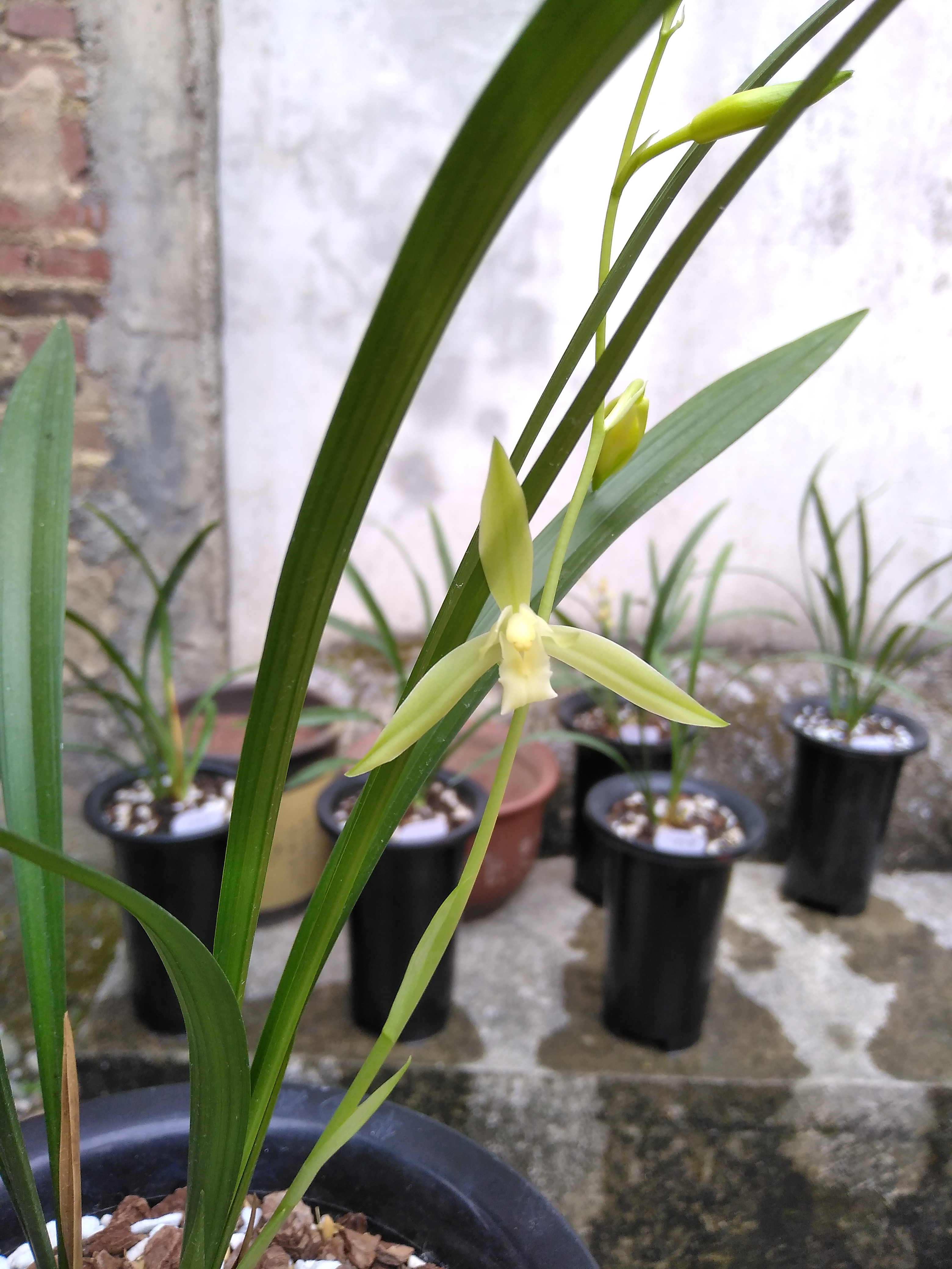 建兰鱼魫素是一个系列,听说有六七路草.