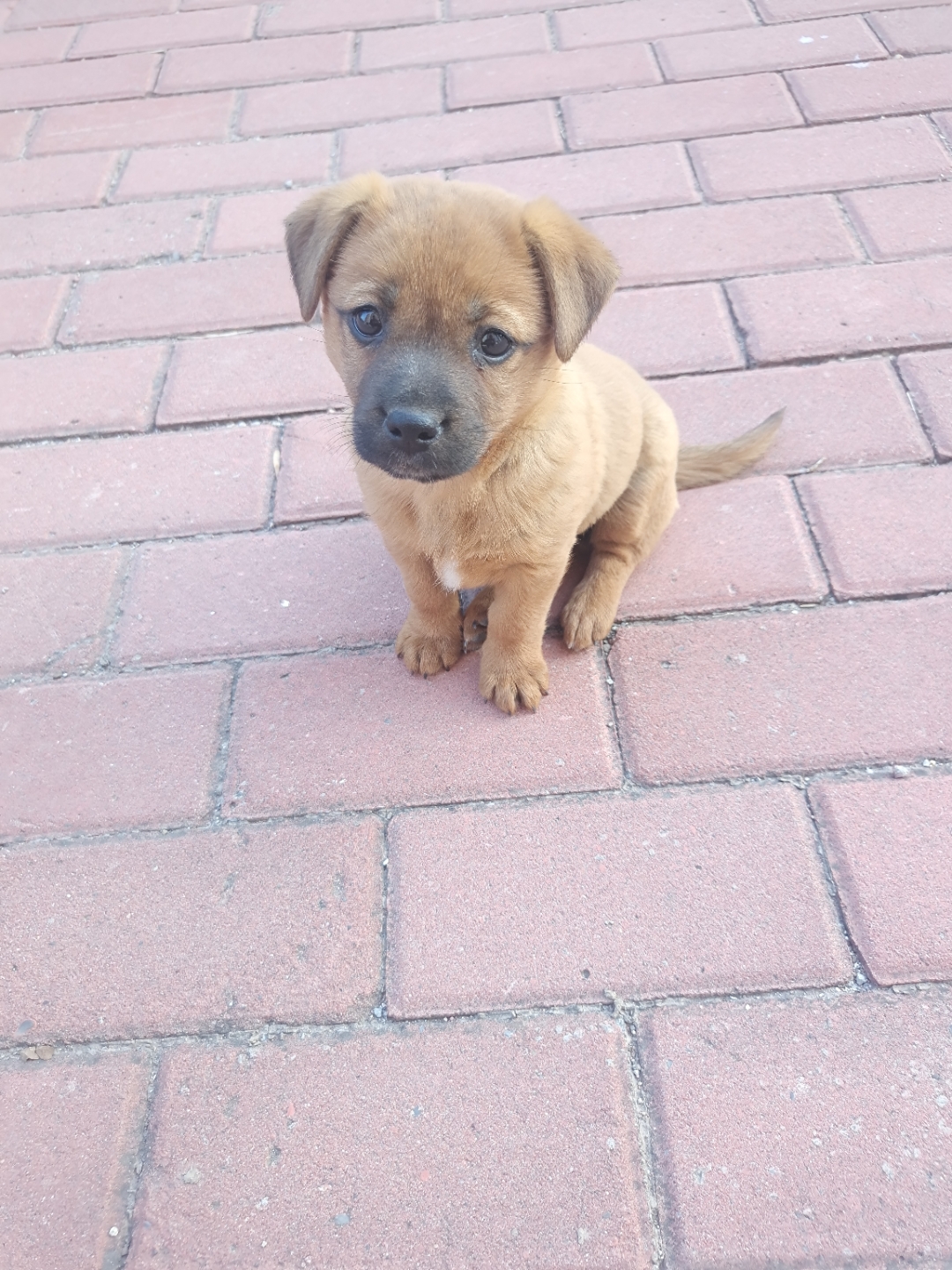 流浪的小土狗,吃饱喝足晒太阳,你为什么总是那么开心呢?