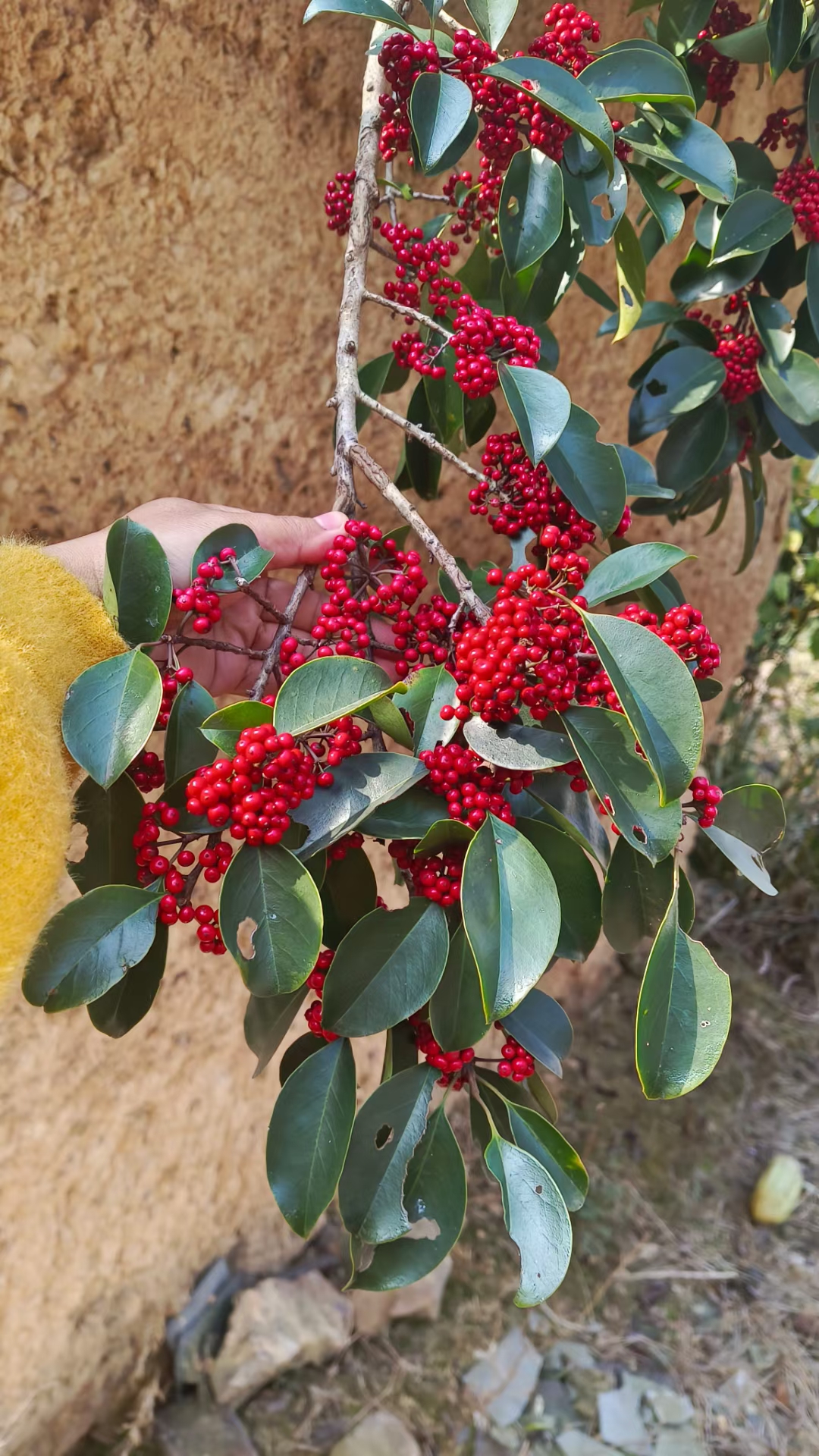 冬青树 #自然之美 #草药 #冬日风景