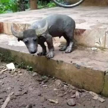 在去丈母娘家的路上看到的,这个脏兮兮的的动物是狗子么?