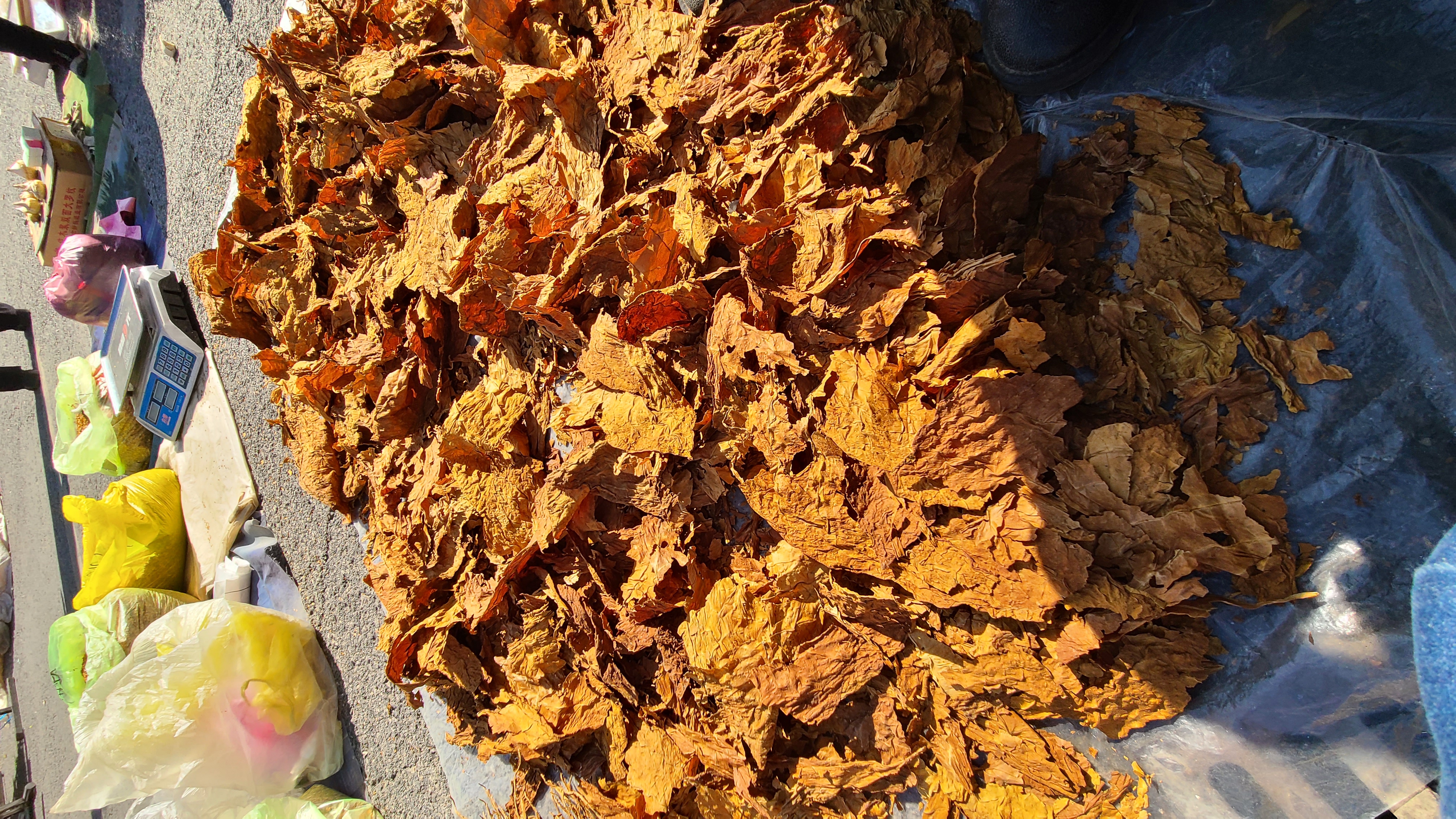 自然生香#夹皮沟黄烟# #手卷烟# #旱烟# #热点引擎计划