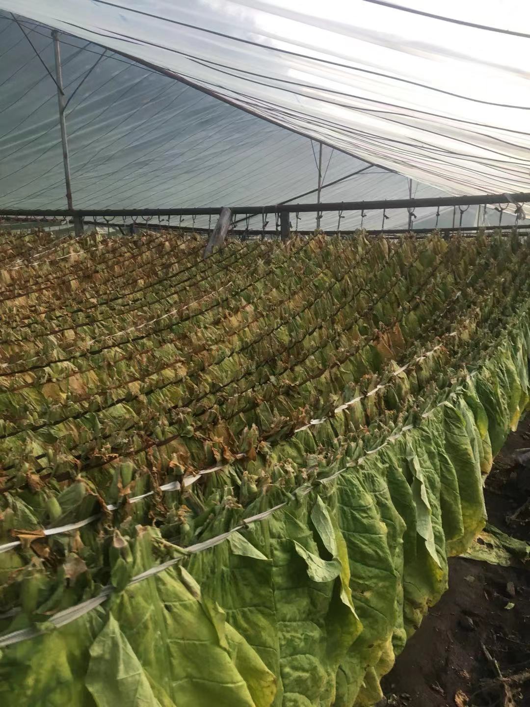 夹皮沟黄烟# #旱烟# #手卷烟#  夹皮沟豆饼香