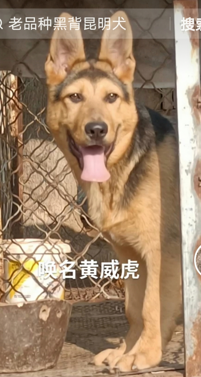 老版昆明犬图片图片