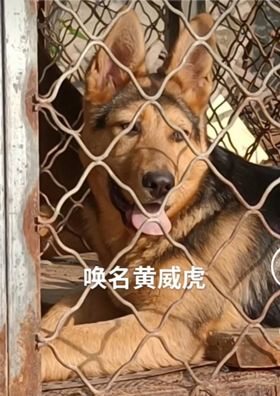 昆明犬金黄上一窝出的幼犬,简直不要太漂亮.#昆明犬