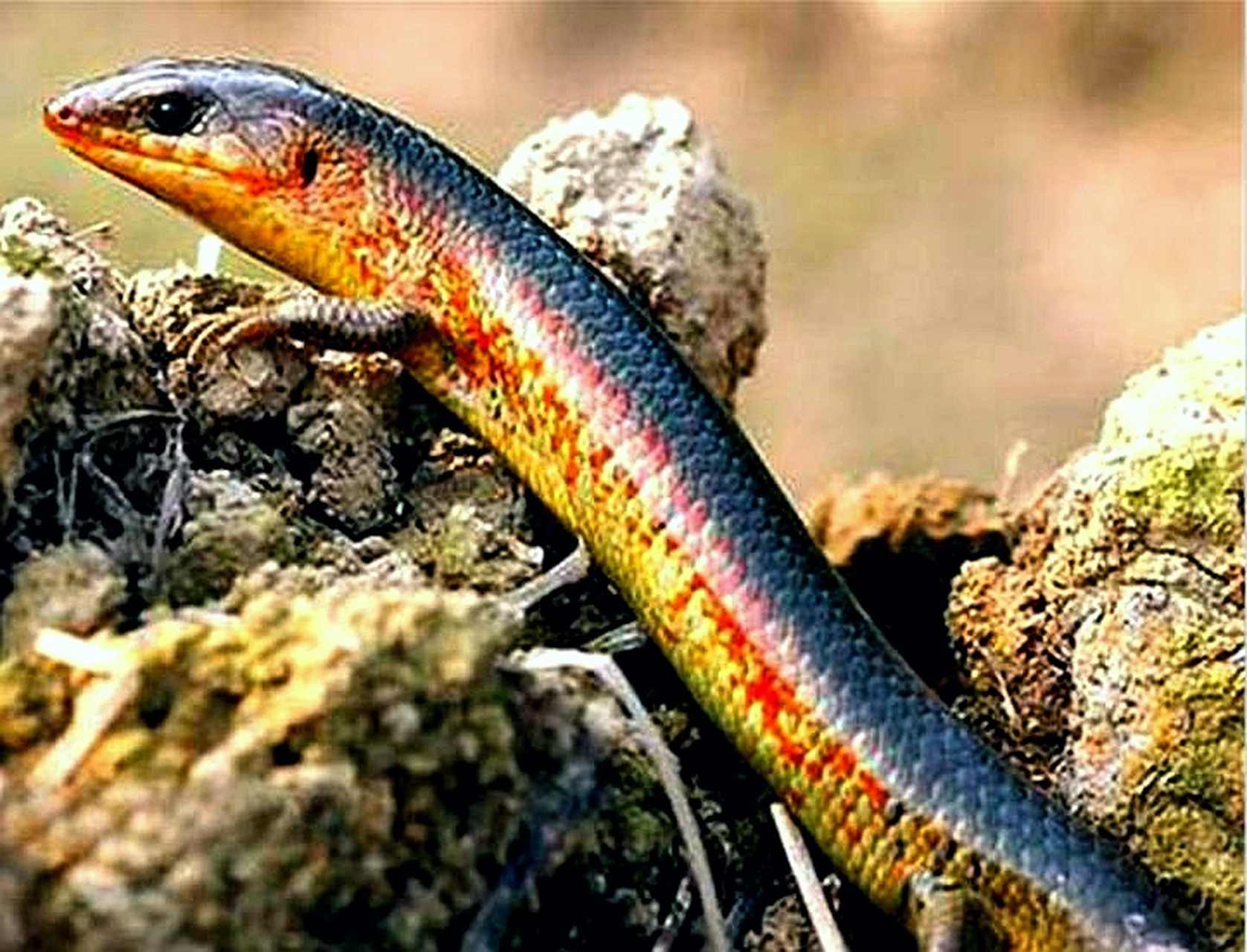 中华石龙子 湖南宁远叫它:狗婆蛇, 广东人叫它:四脚蛇, 客家话叫