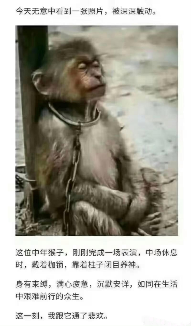 身陷囹圄,灵魂无处安放#修心修行# #动物