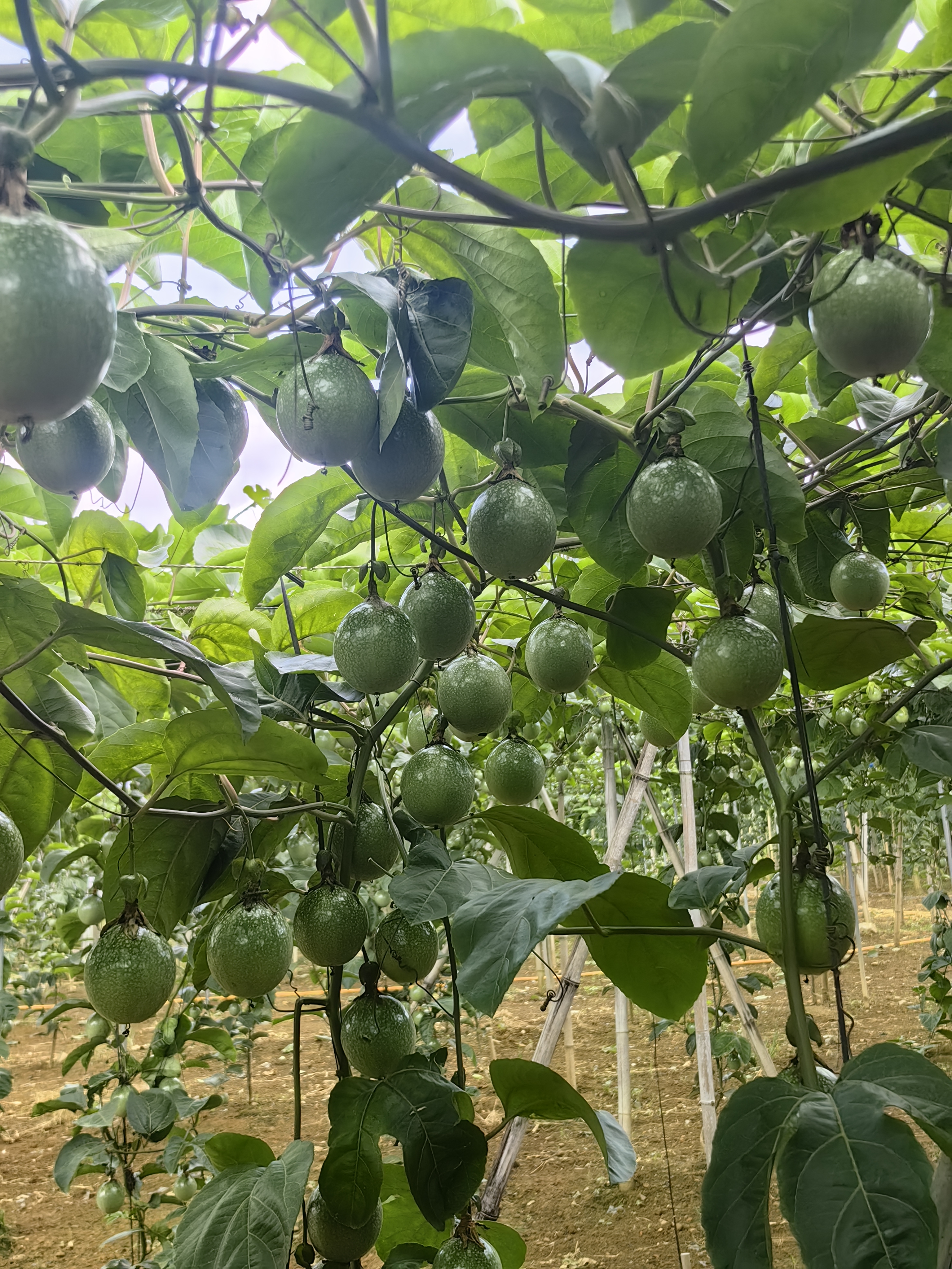 香波果种植环境图片