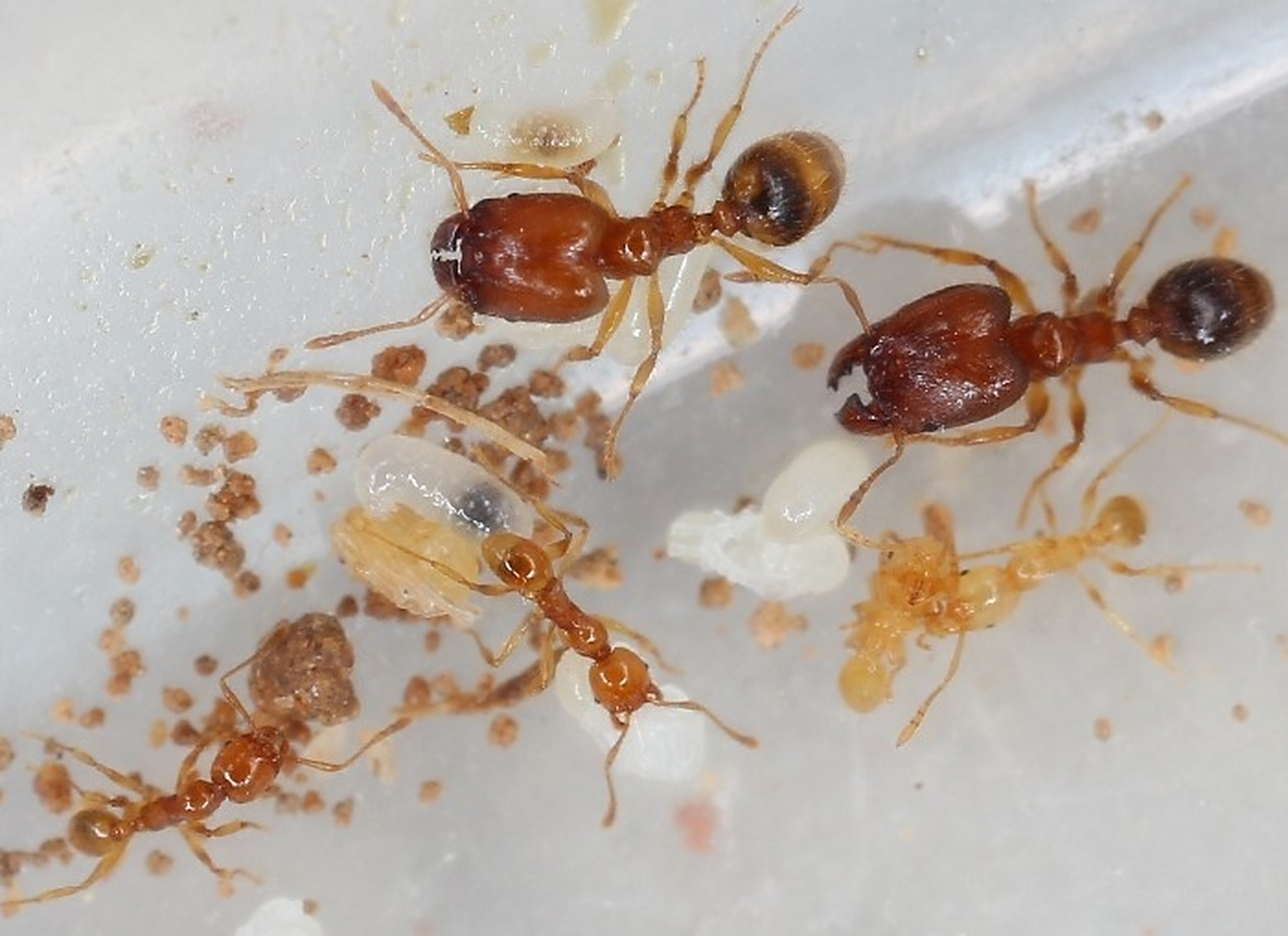 家里有小黄蚂蚁彻底清除的方法      小黄家蚁是一种家居常见的昆虫