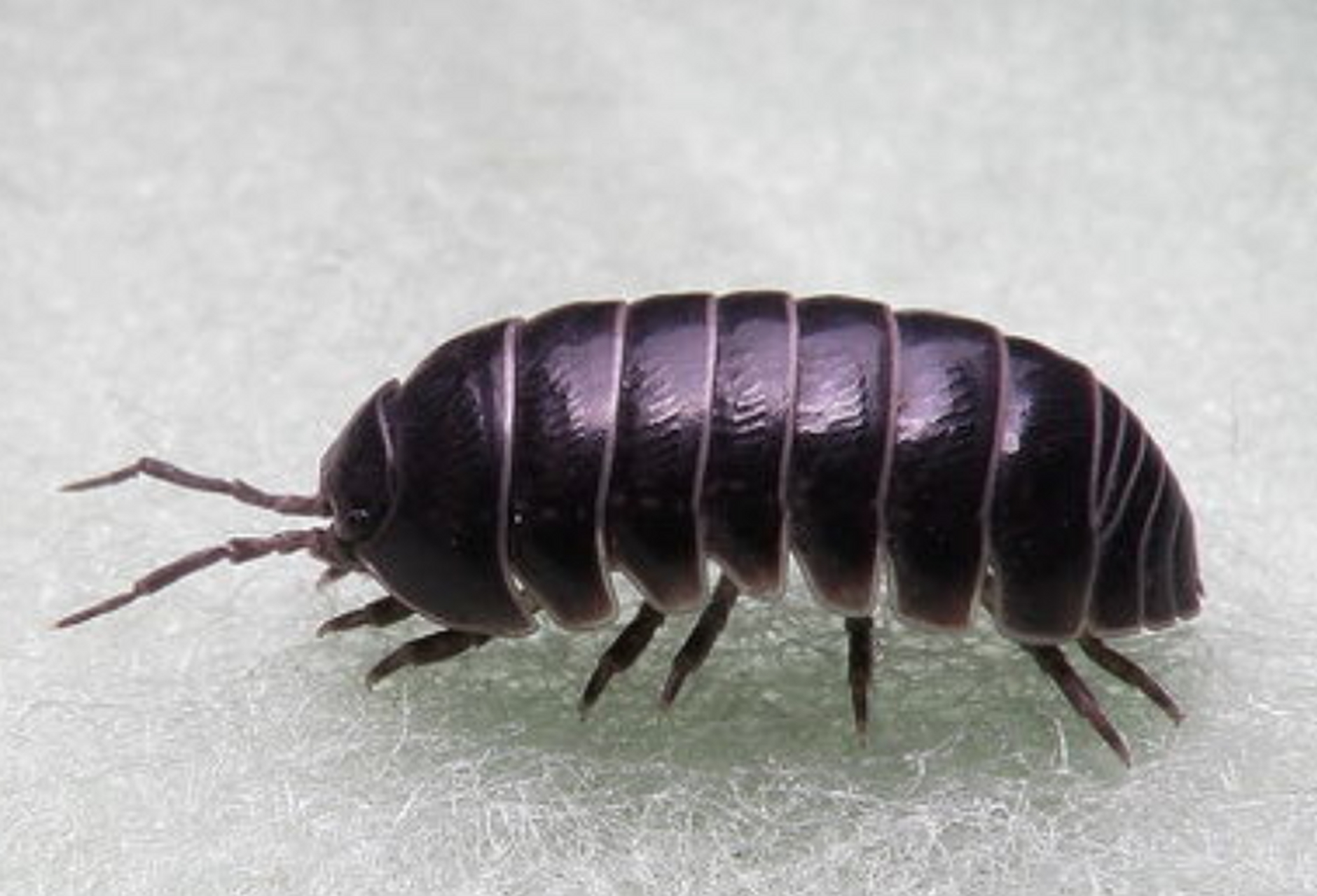 家里有西瓜虫怎么根除     西瓜虫也叫潮虫,是甲壳动物中适应陆地生活