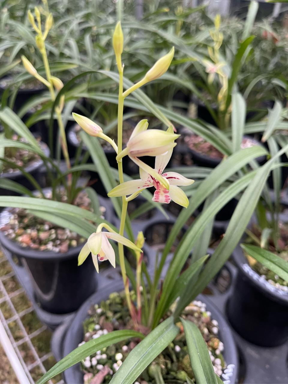 小凤仙花苞多多,好养易活的亲民建兰品种 #种植